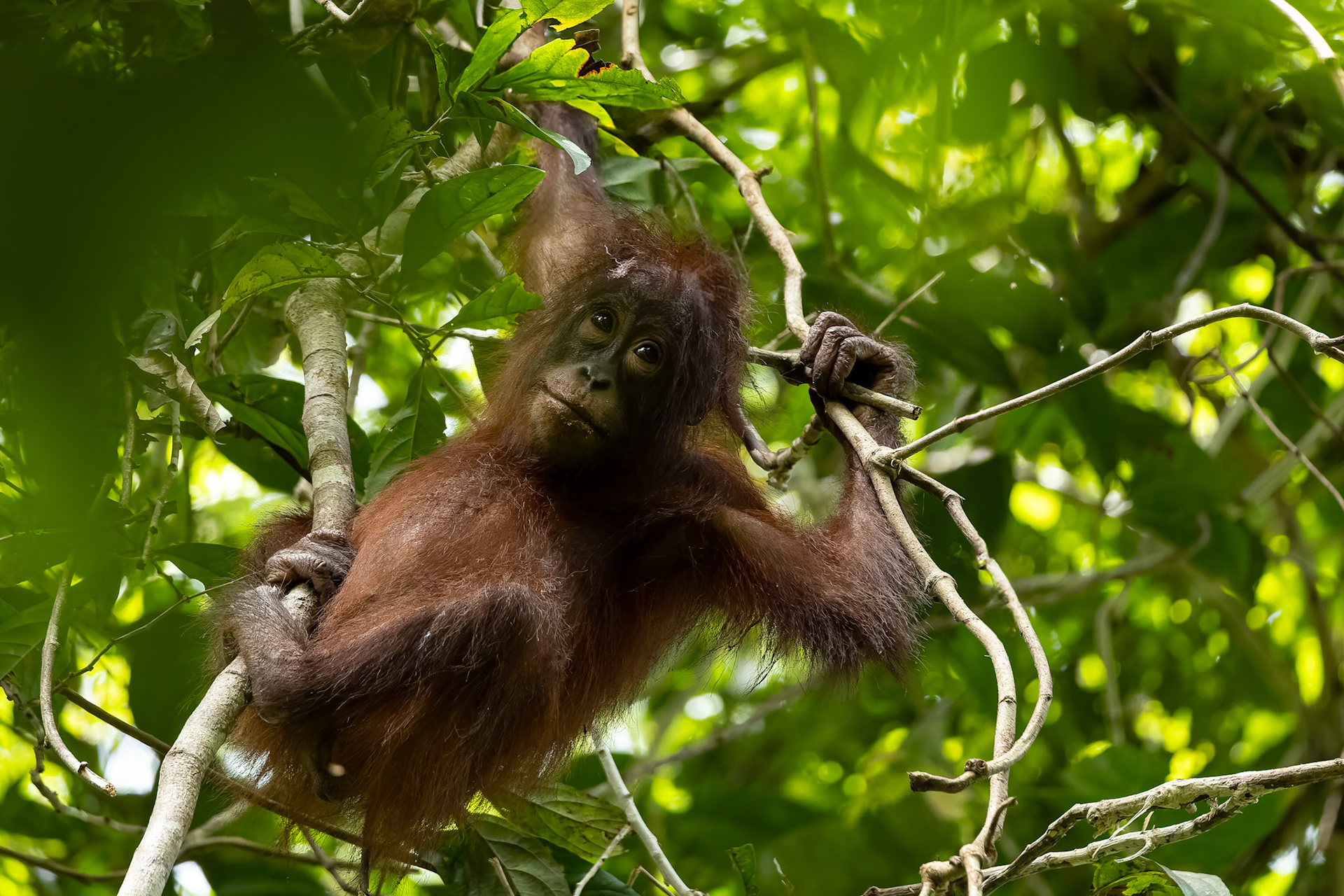 Orangutan, Sukau, Borneo