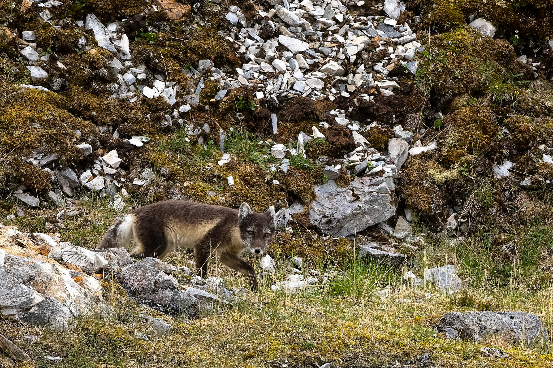 Arctic fox, Trygghamna, Svalbard, Norway