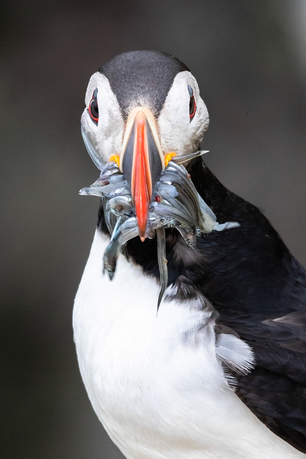 Atlantic puffin, Grímsey Island, Iceland
