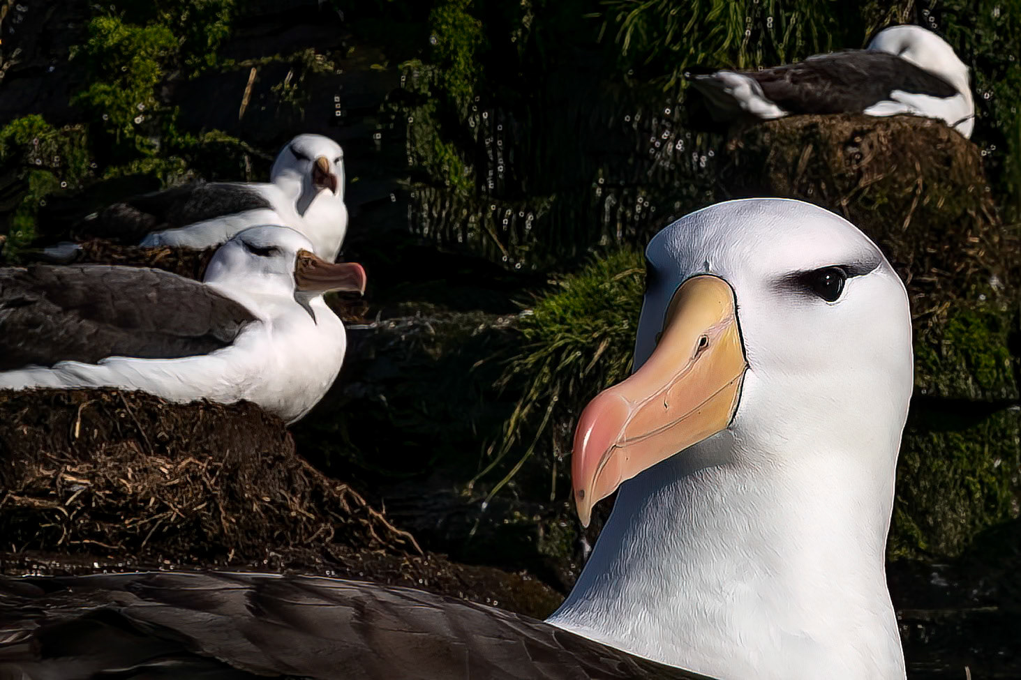 Black-browed albatross, The Settlement, Saunders Island, Falkland Islands