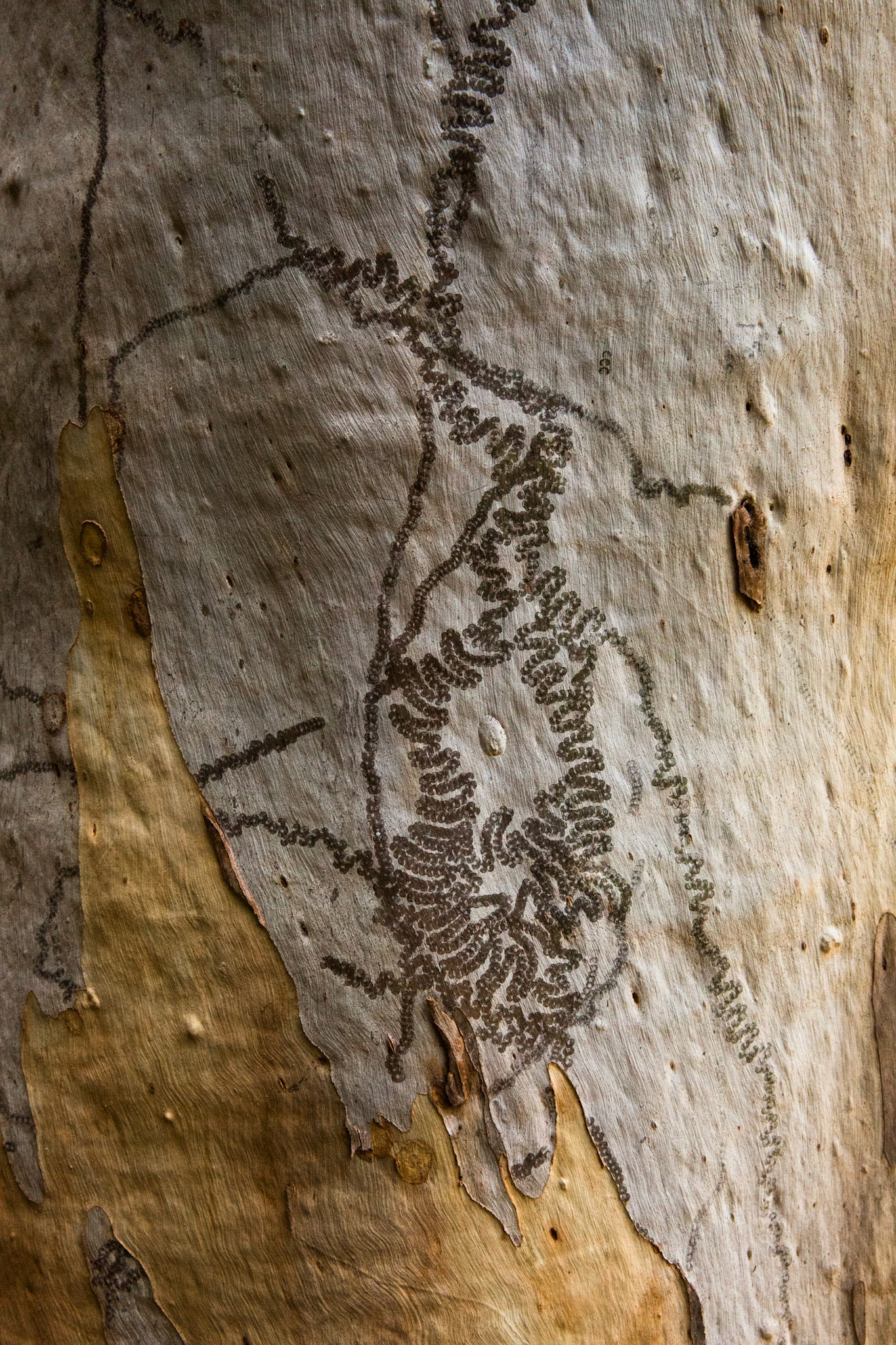 Started at the conservation hut and descended  the Valley of the Waters to Vera Falls. Tried unsuccessfully to find the route across to Hippocrene Falls.  Retraced our steps up to the conservation hut. Notes by Peter Watt.