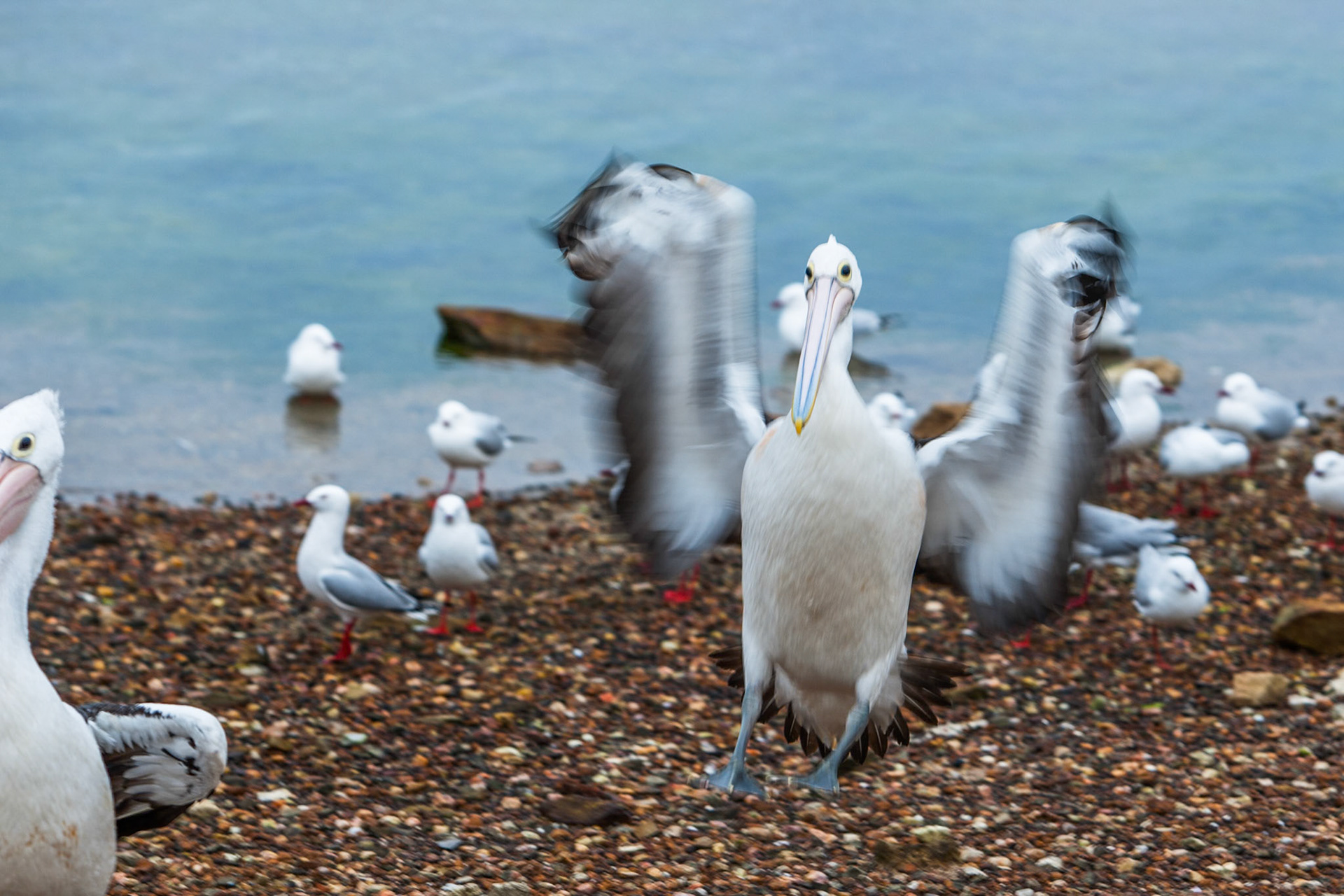 Australian pelican, American River, Kangaroo Island