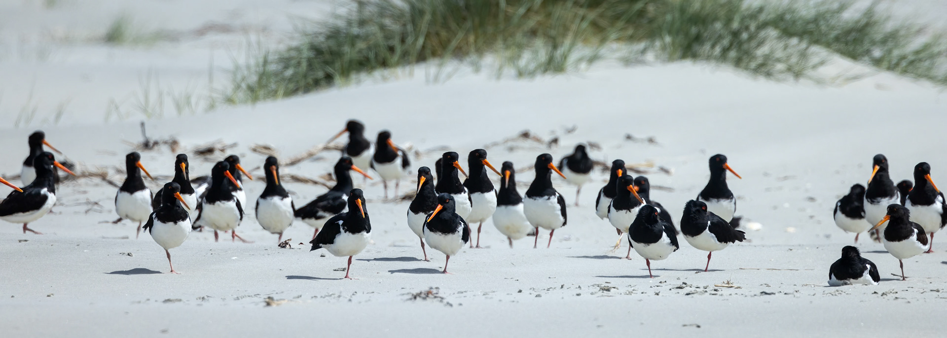 South Island oystercatcher, Dunedin, New Zealand
