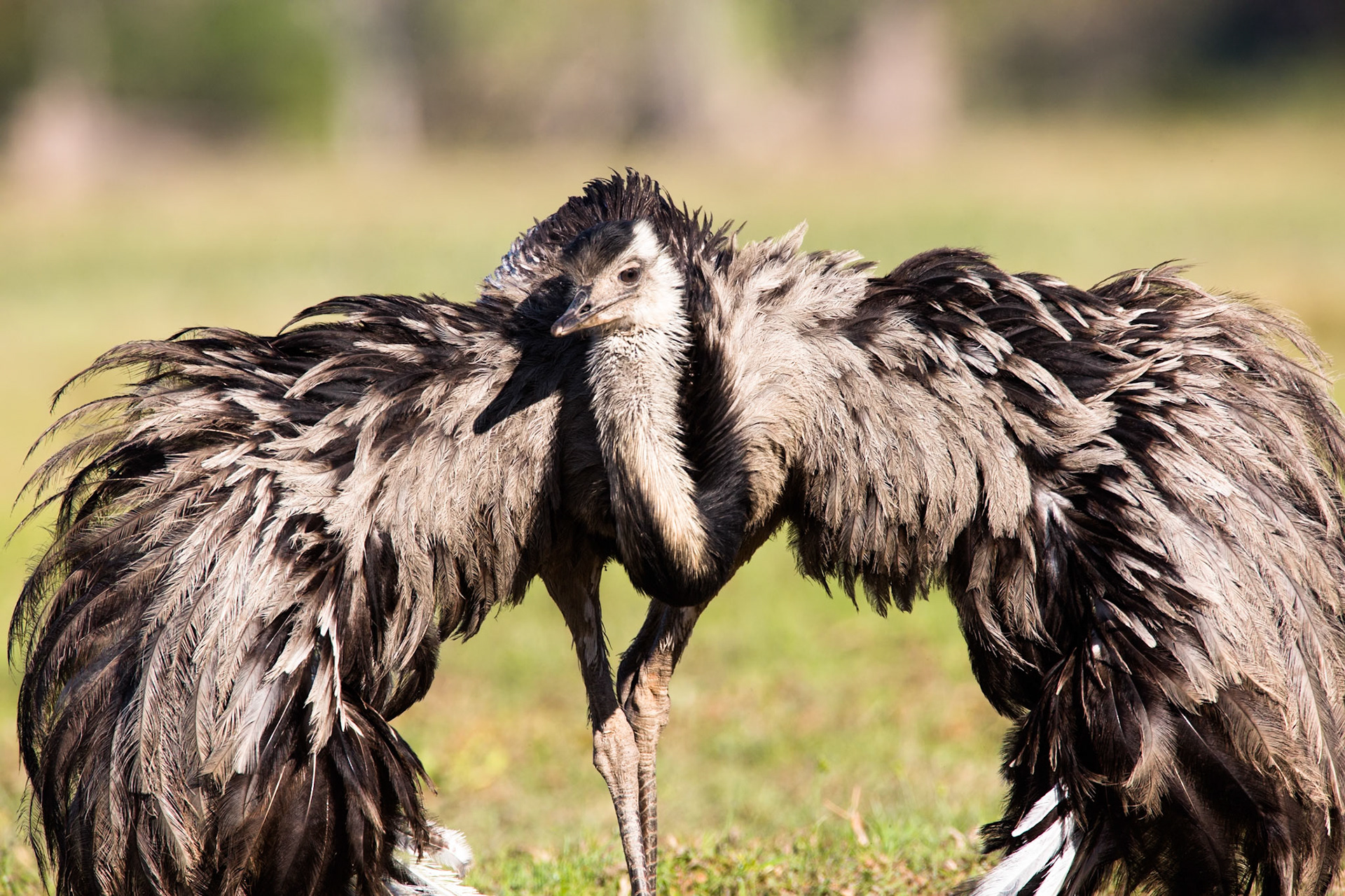 Greater rhea, Pousada Piuval, Pantanal, Brazil