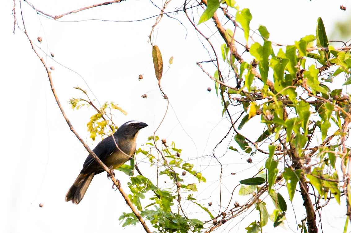 Grayish saltator, Porto Jofre, Pantanal, Brazil