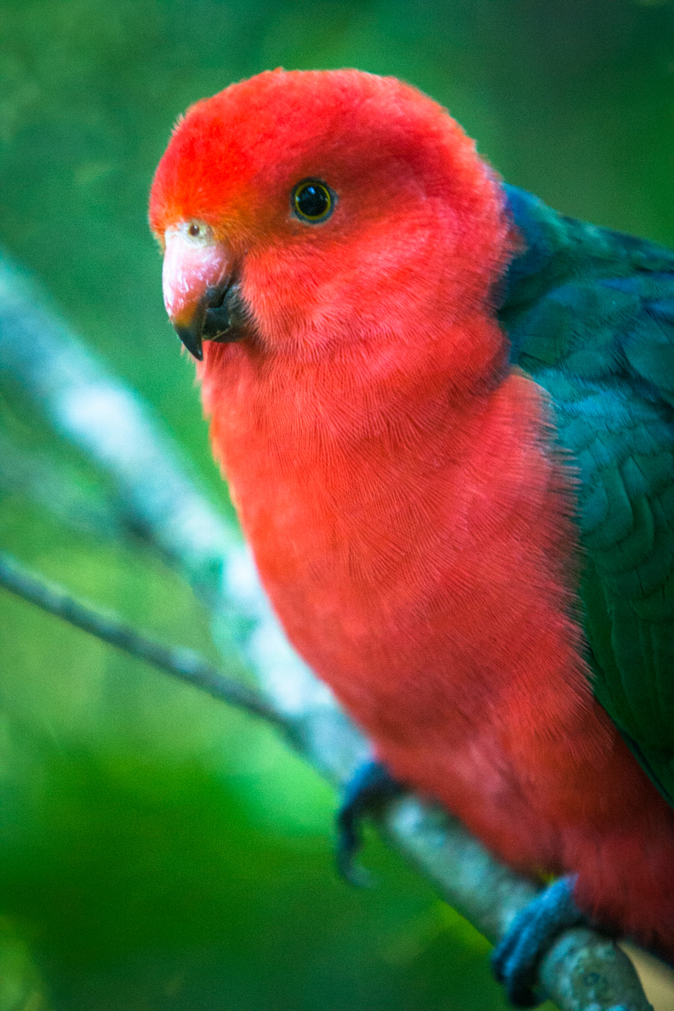 Lamington National Park, Queensland