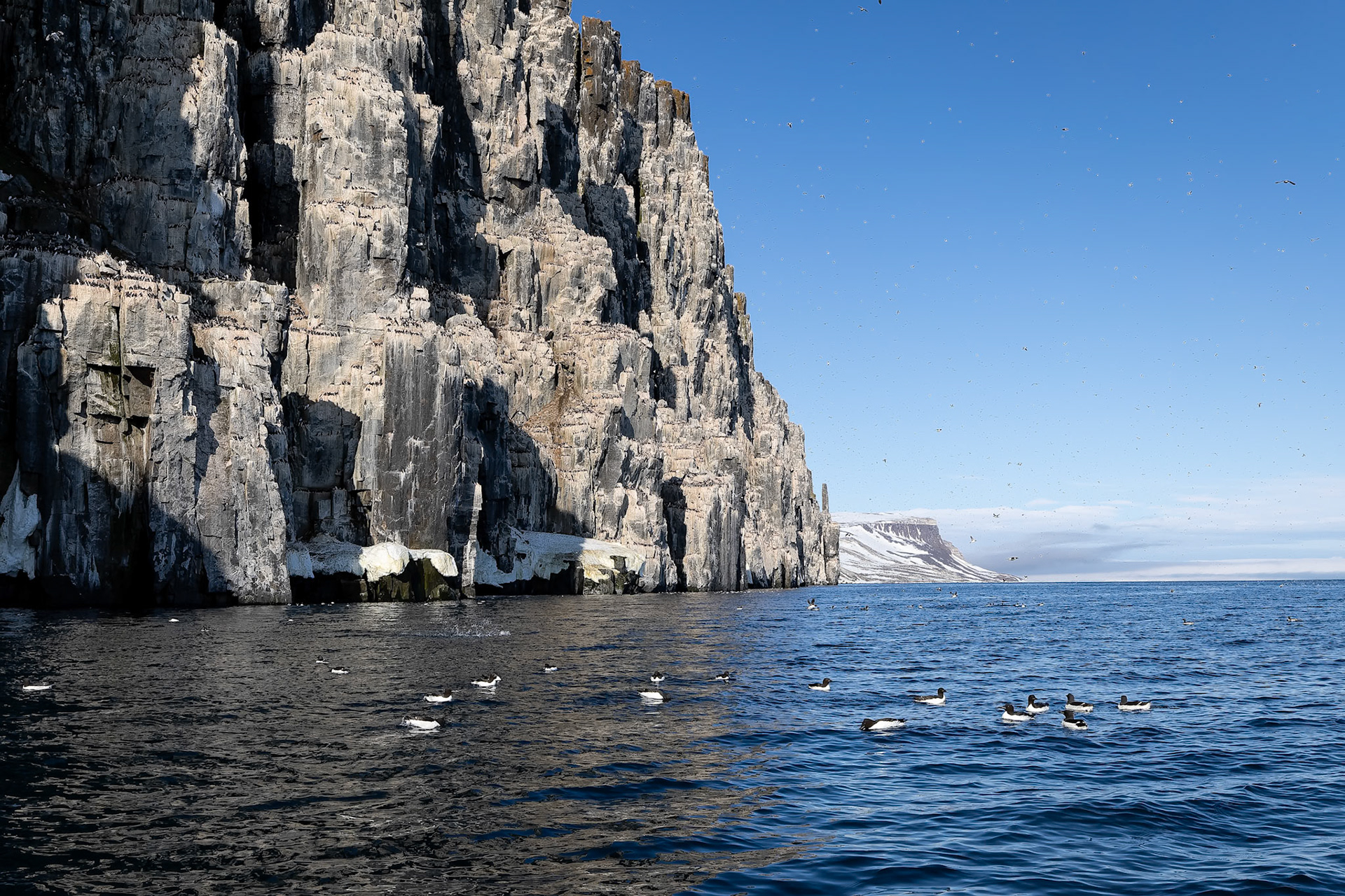 Brünnich's guillemot, Alkefjettet, Svalbard, Norway