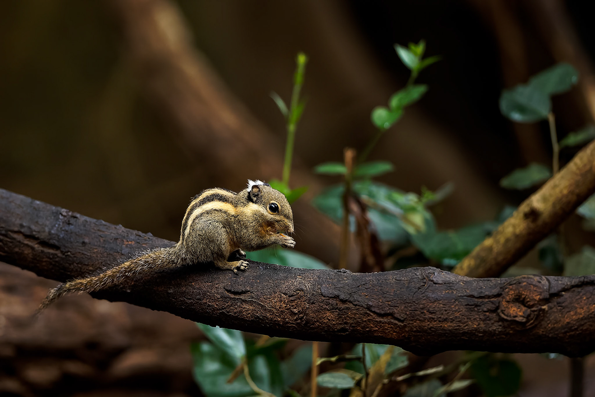 Himalayan striped squirrel, Khaeng Krackan National Park, Thailand