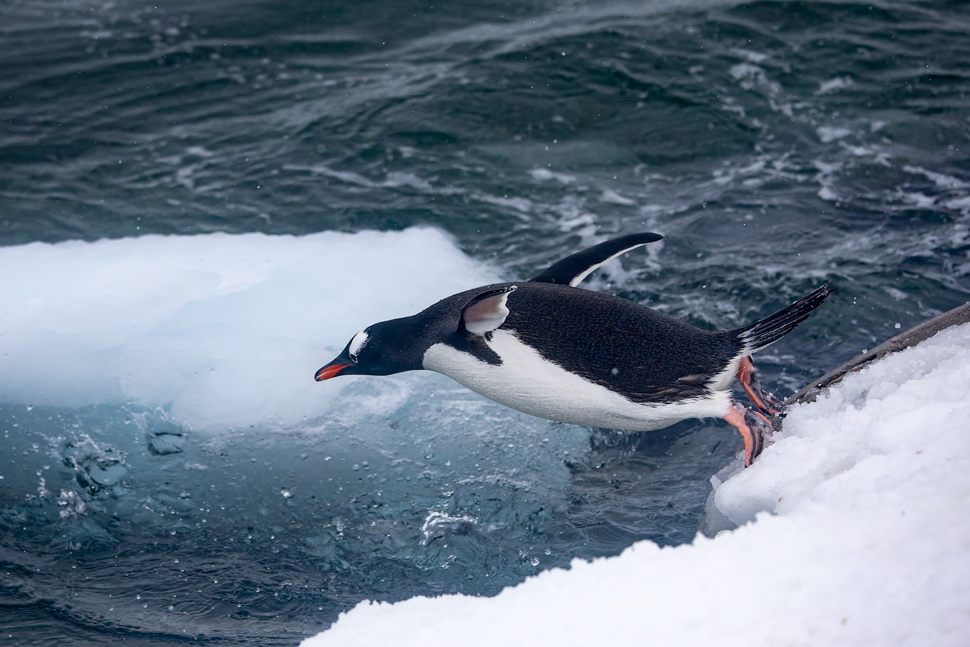 Gentoo penguin, Danko Island, Antarctica