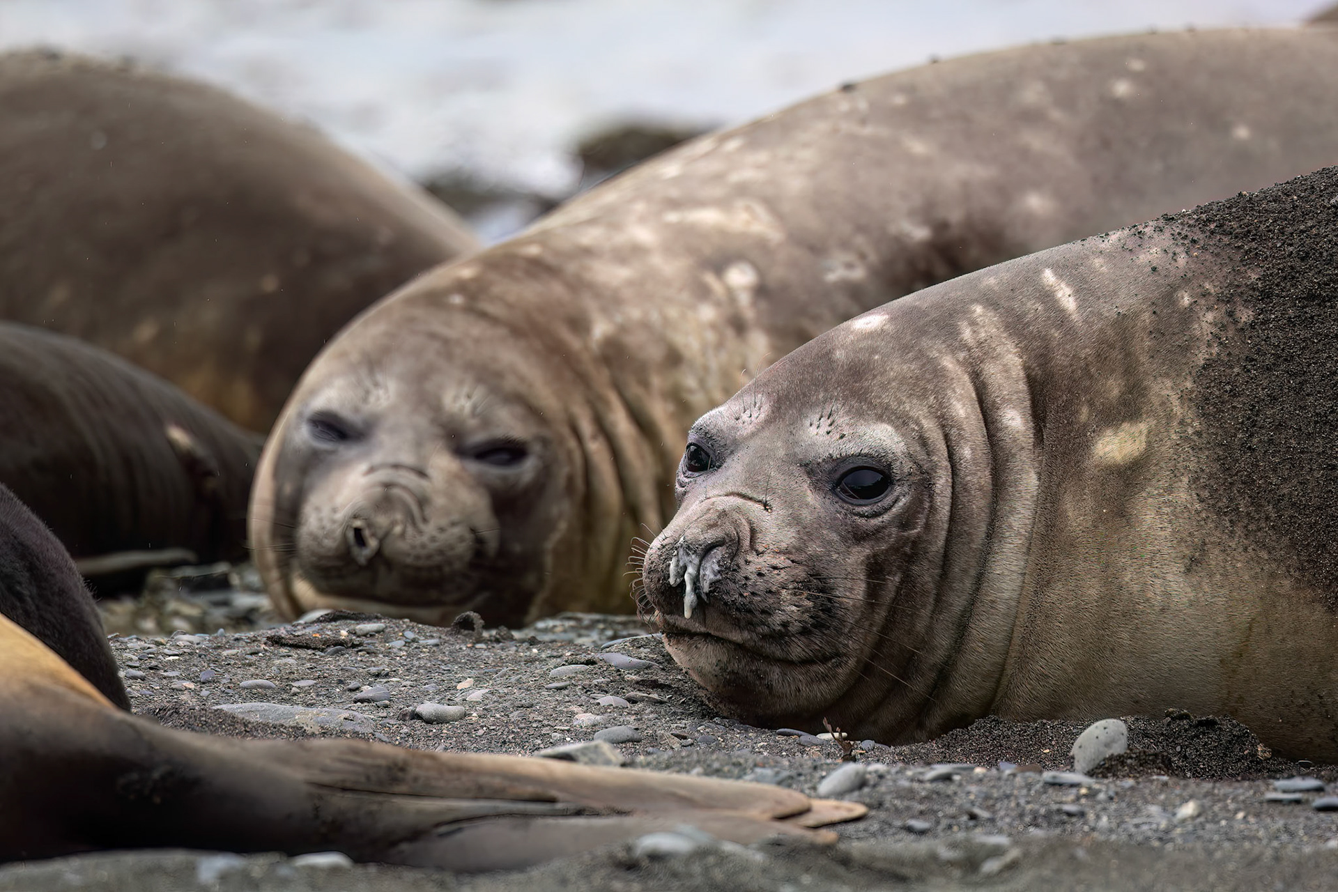 Elephant seal, Rosita Bay, South Georgia