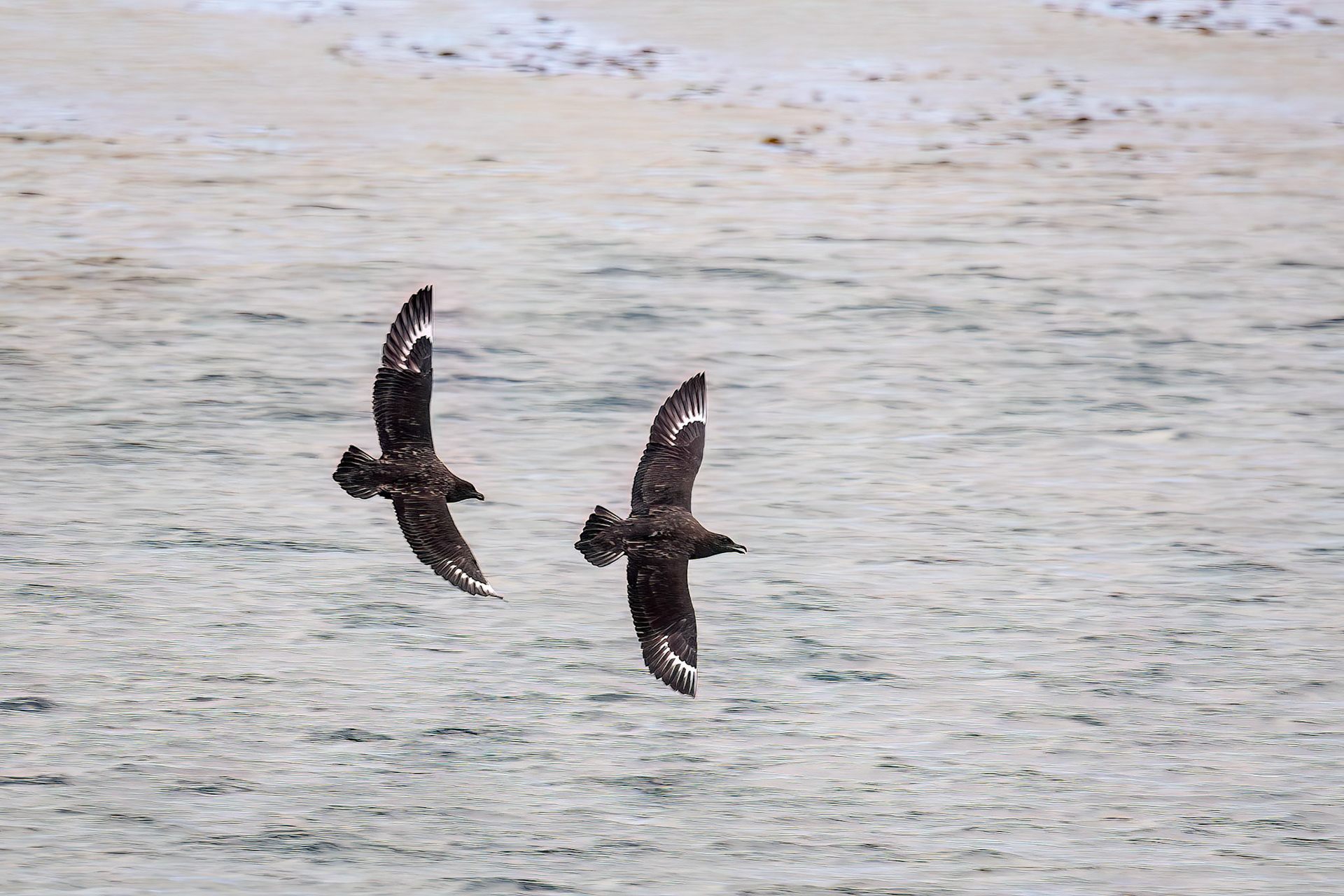 Brown skua, Rosita Bay, South Georgia