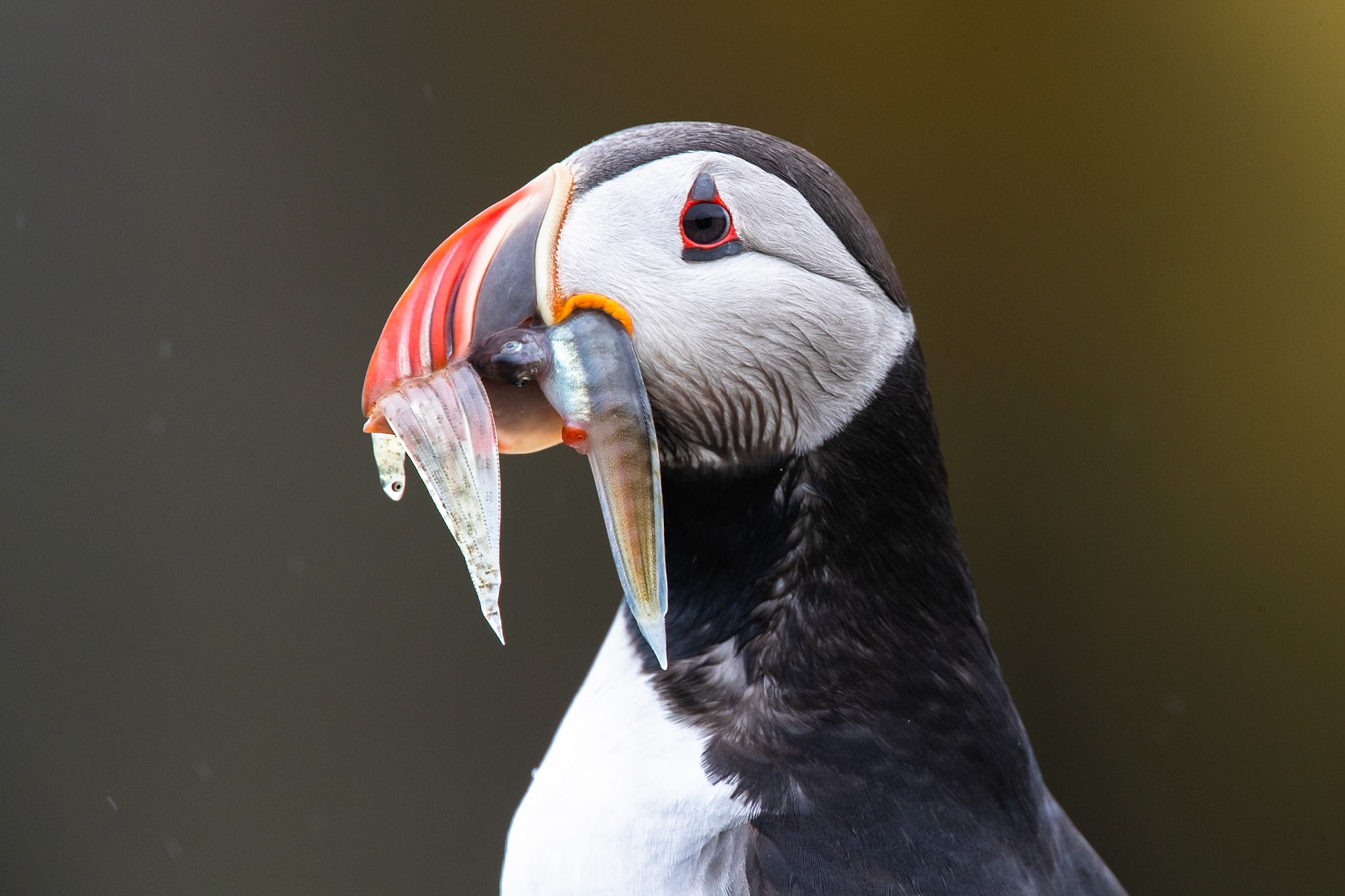 Atlantic puffin, Grímsey Island, Iceland