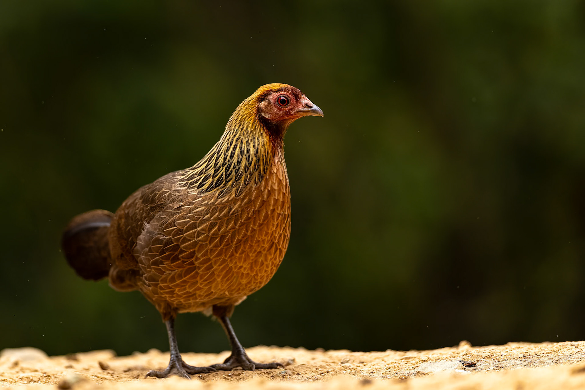 Red junglefowl, Bird's Den, Corbett Tiger Reserve, India