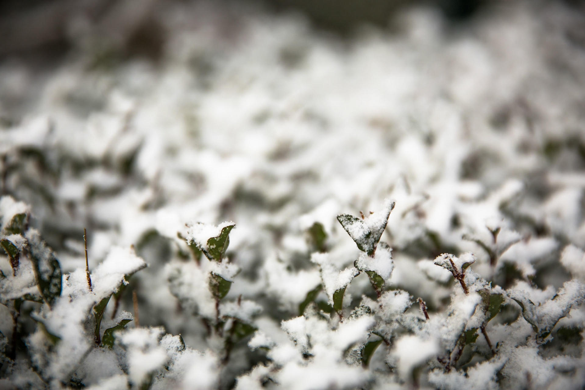 Glenella, Blackheath, Blue Mountains