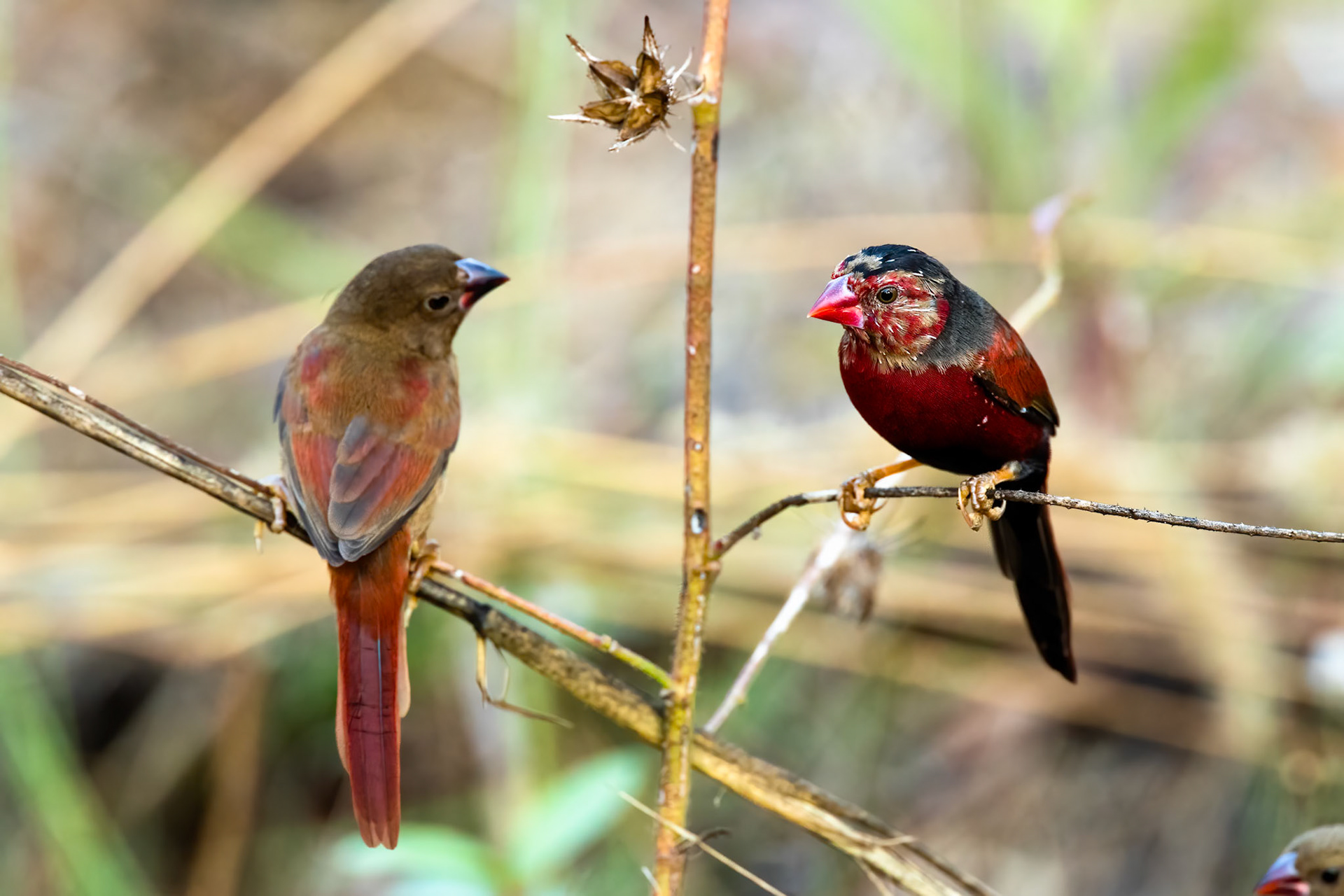 Crimson finch, Darwin, Australia