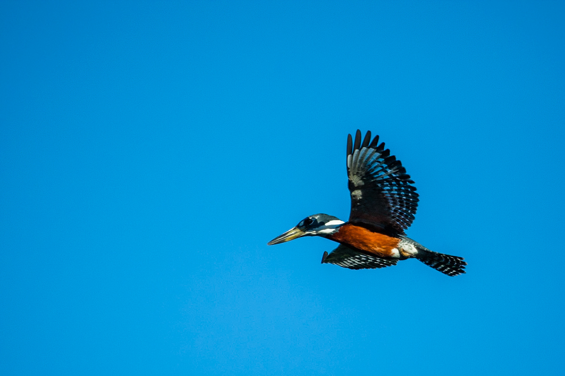 Ringed kingfisher, Mato grosso, Pantanal, Brazil