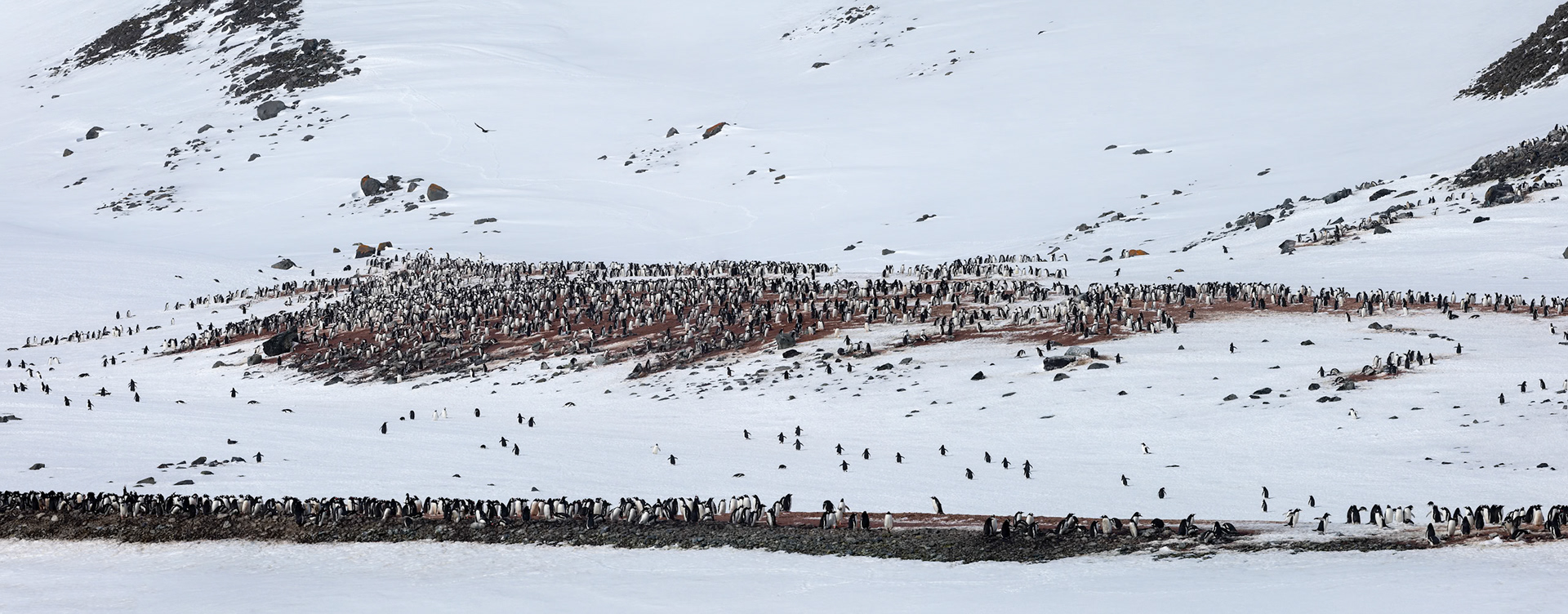 Yankee Harbour, Shetland Islands, Antarctica