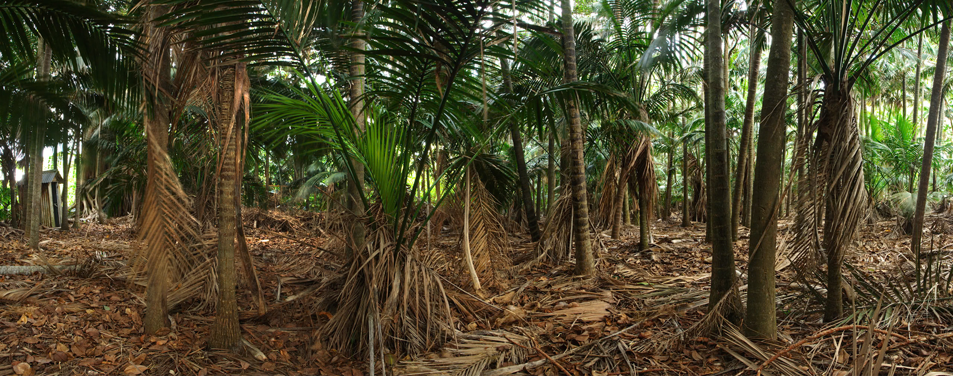 A forest of palms near Pinetrees Lodge, Lord Howe Island
