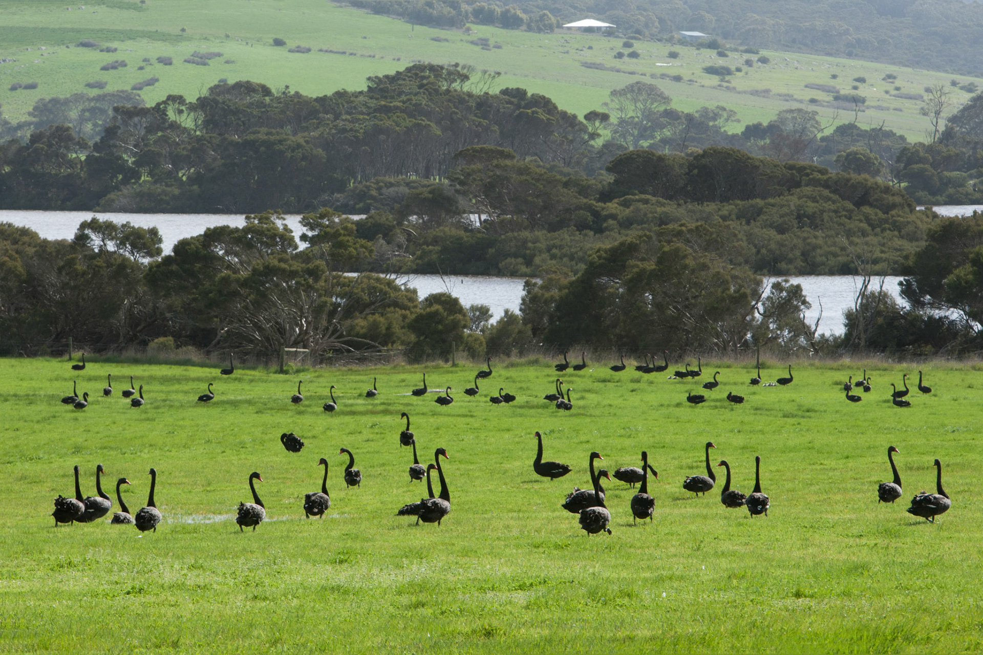Black swans, Cape Willoughby, Kangaroo Island
