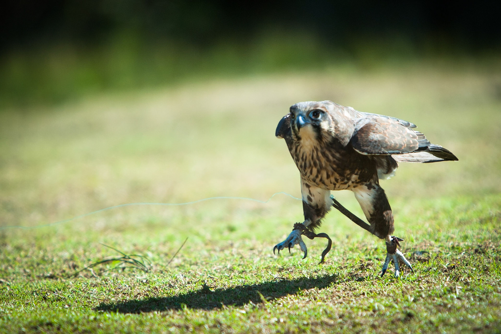 Lamington National Park, Queensland
