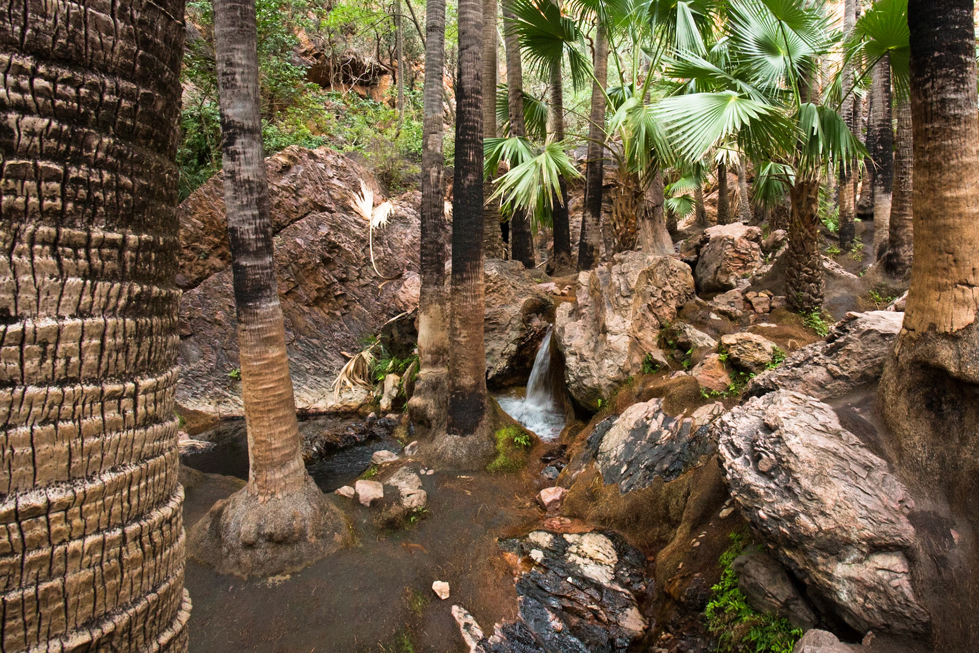 Zebedee thermal springs, El Questro Wilderness Park, The Kimberly, Western Australia