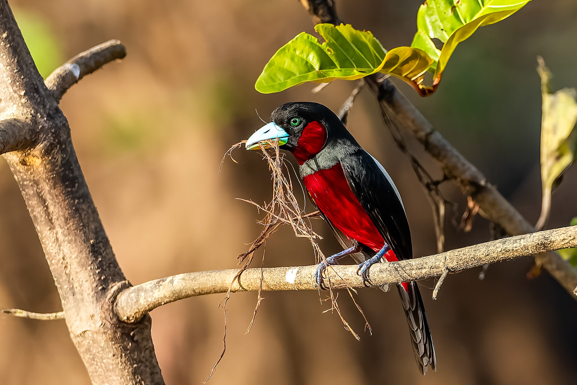 Black-and-red broadbill, Sukau, Borneo