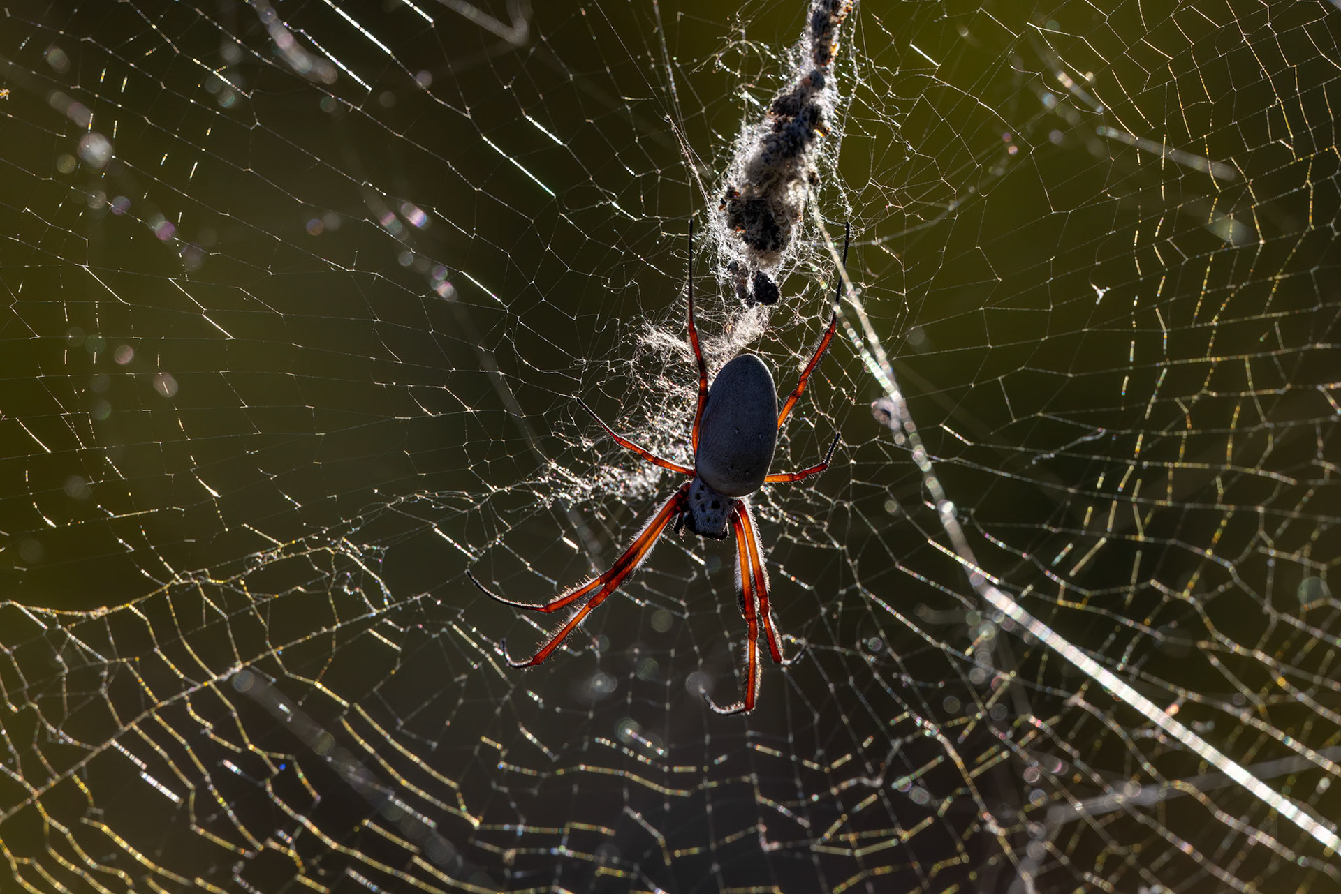 Hermit spider, Mt Isa, Queensland, Australia