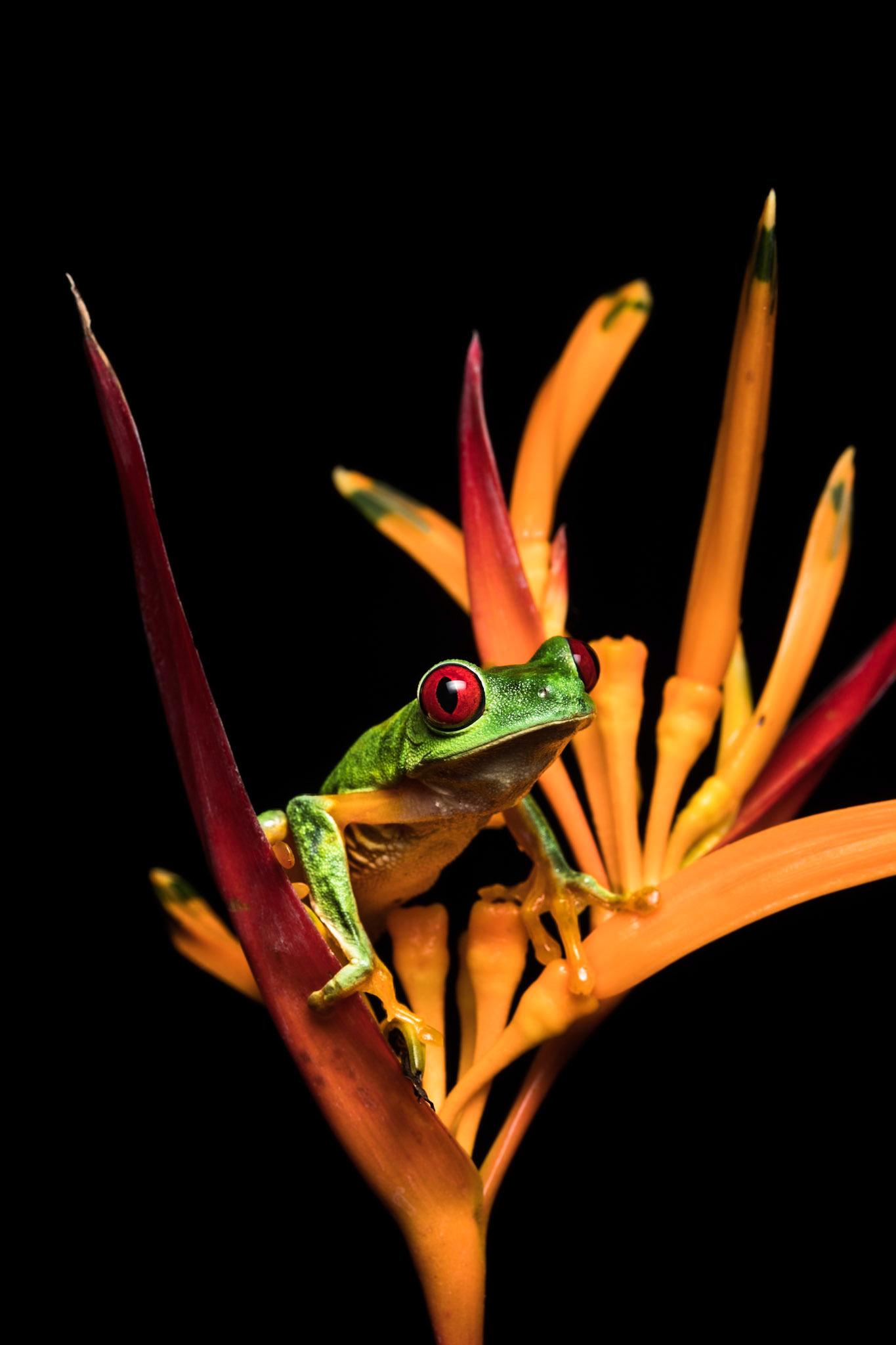 Red-eyed tree frog, Villa Lapas, Costa Rica