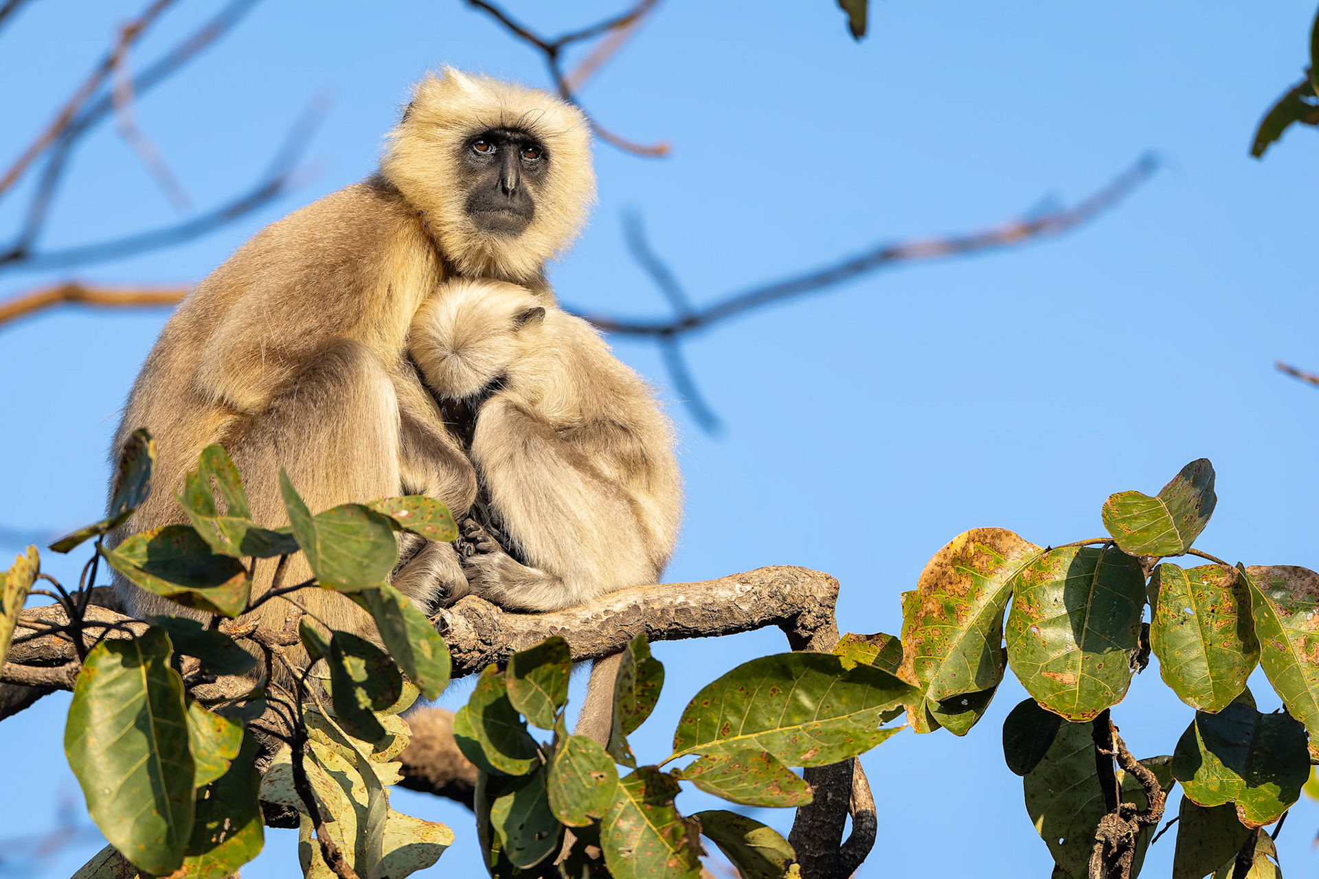 Gray langur, Corbett Tiger Reserve, India