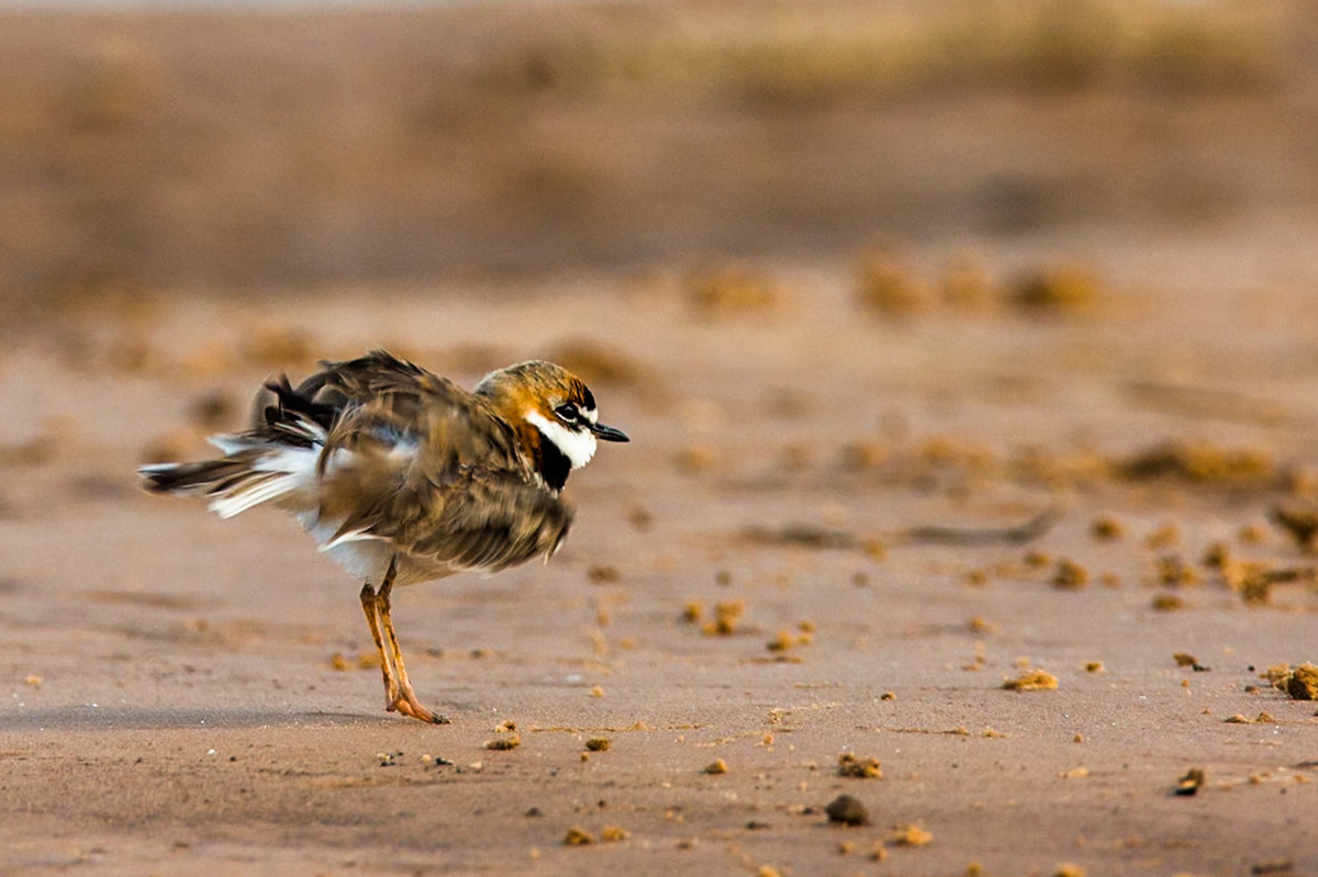 Collared plover, Porto Jofre, Pantanal, Brazil