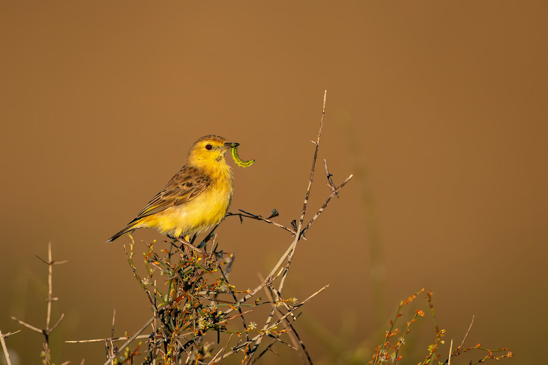 Orange chat (female), Birdsville, Queensland, Australia