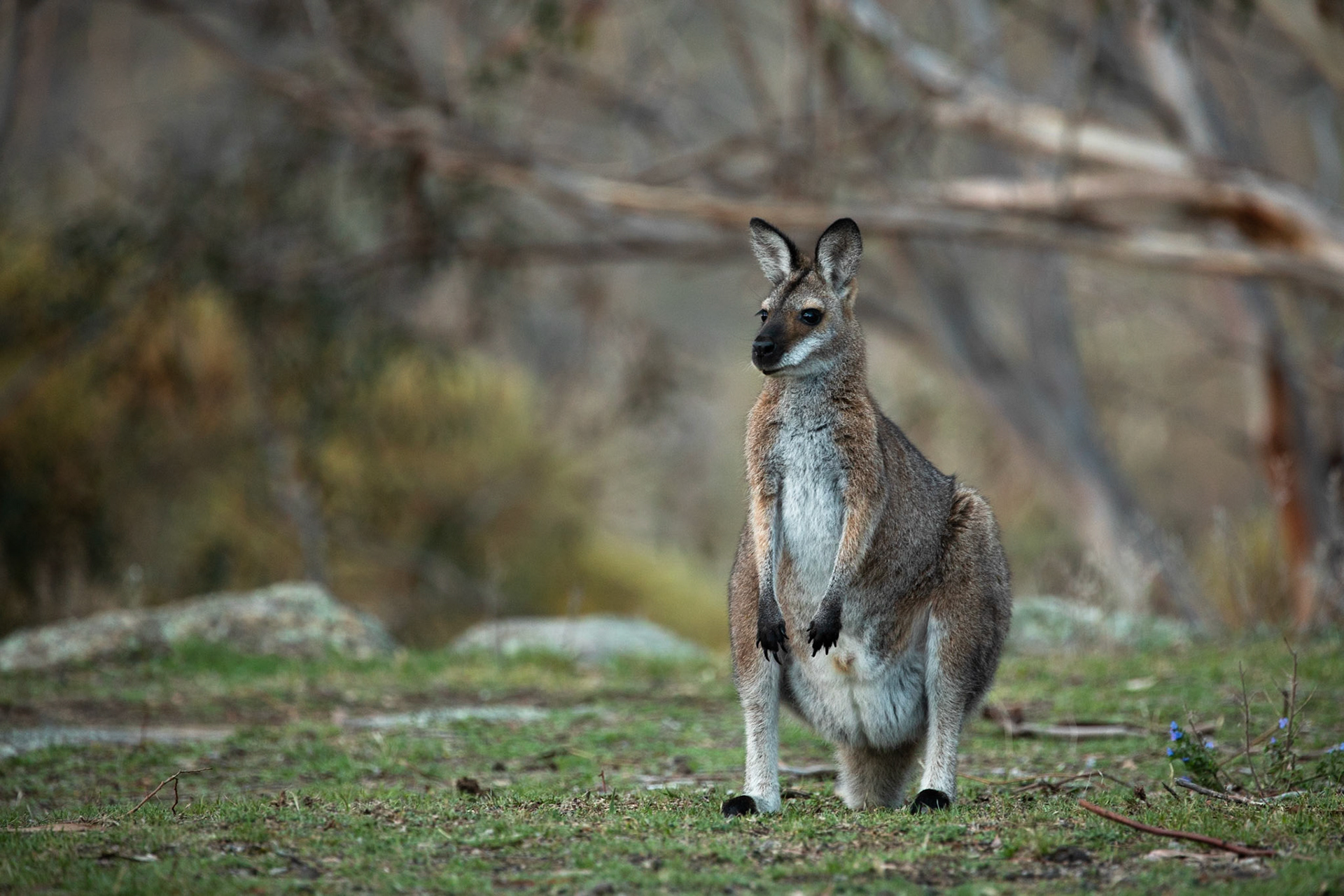 Eastern grey kangaroo, Mount Kosciuszko National Park, Snowy Mountains, New South Wales