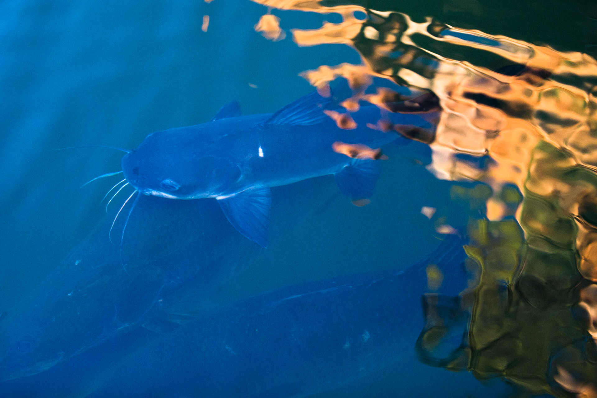 Catfish, Chamberlain George, El Questro Wilderness Park, The Kimberly, Western Australia