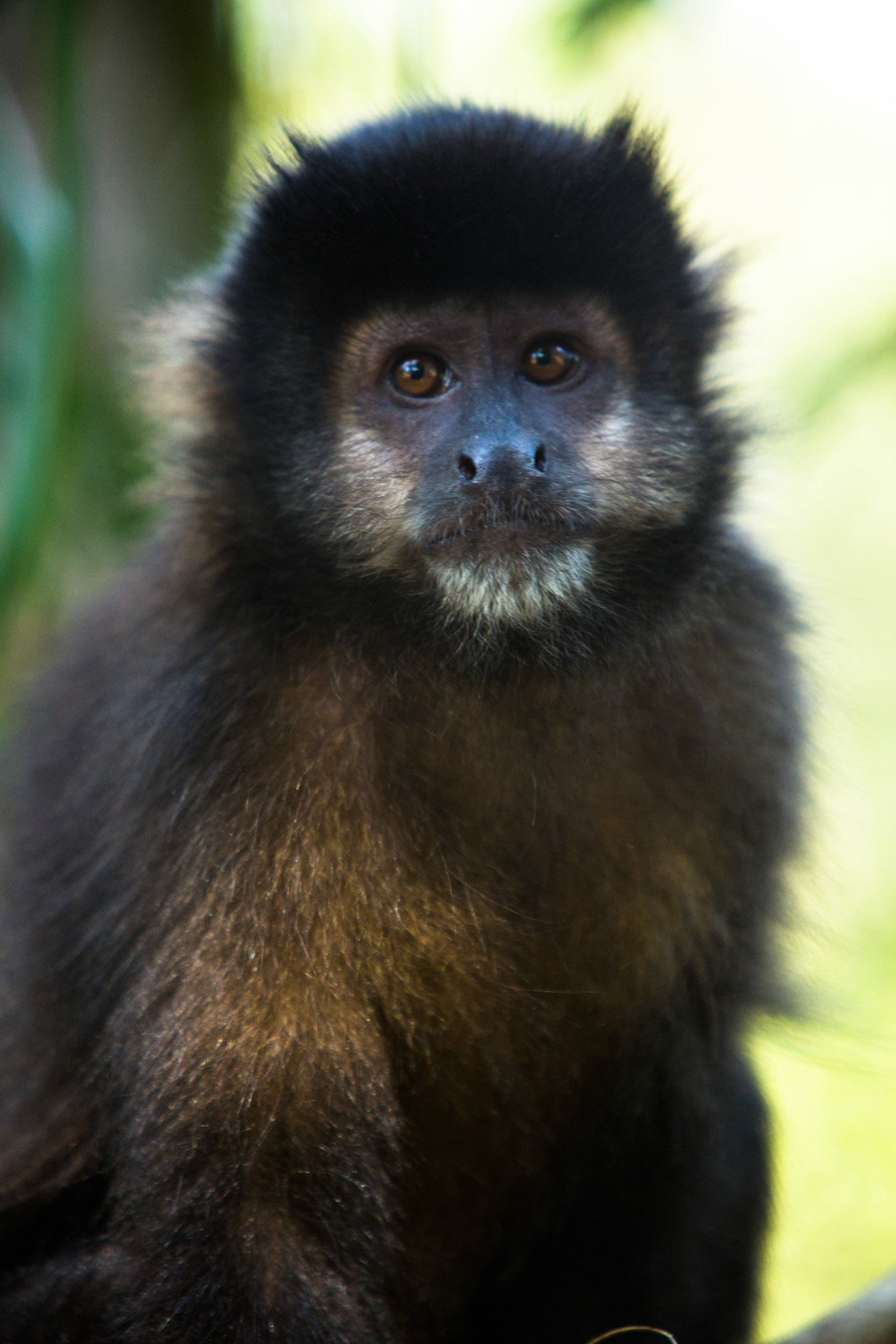 Capuchin monkey, Iguassu Falls, Brazil and Argentina