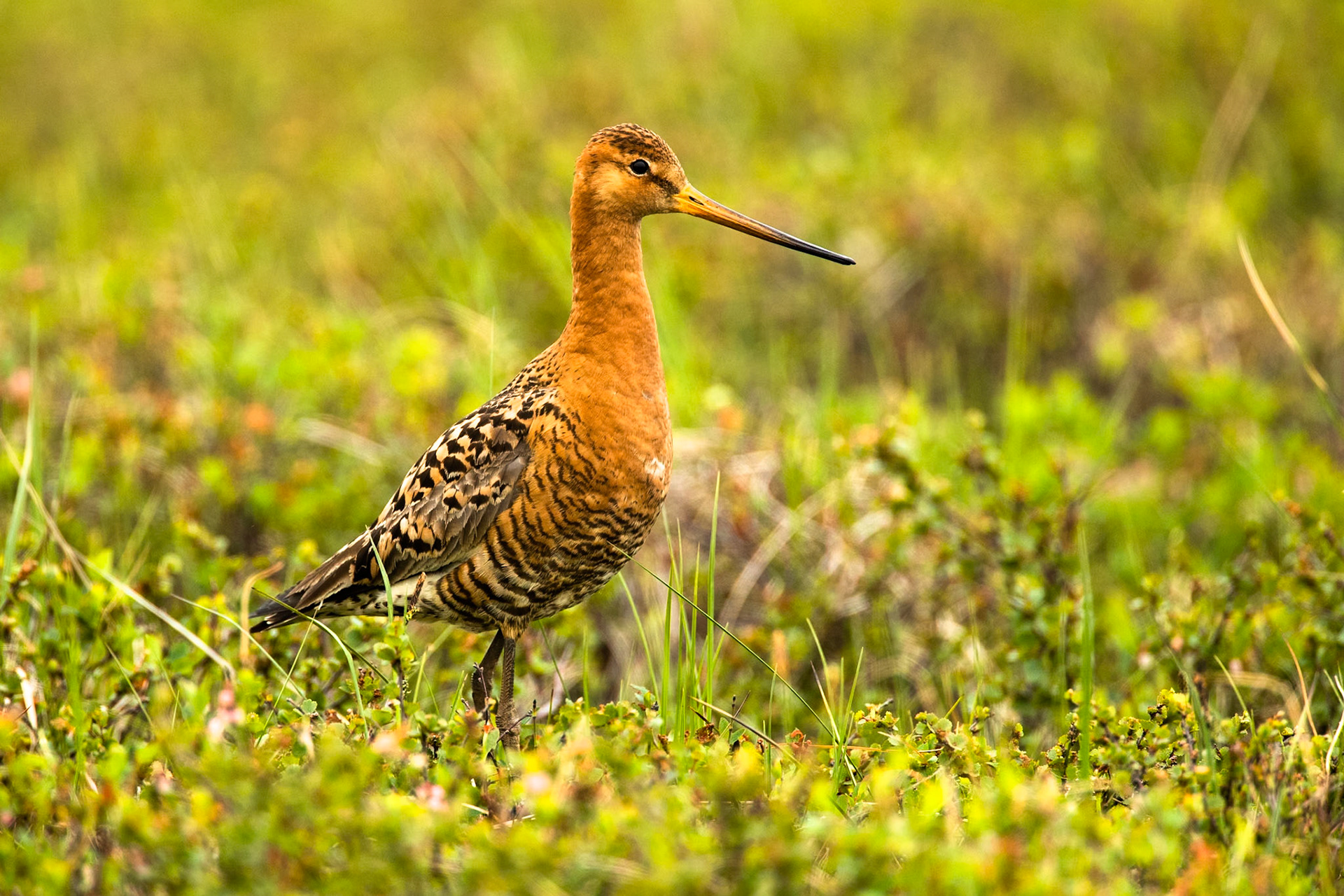 Black-tailed godwit, near Vattarnes sea cliffs, Eastfjords, Iceland