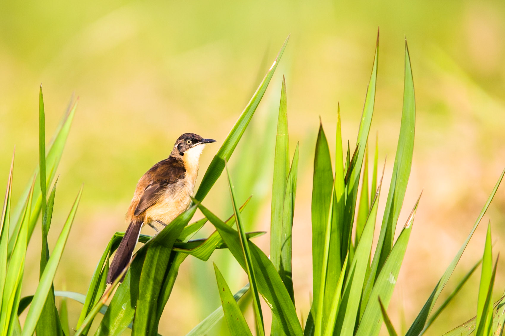 Black-capped donacobius, Porto Jofre, Pantanal, Brazil