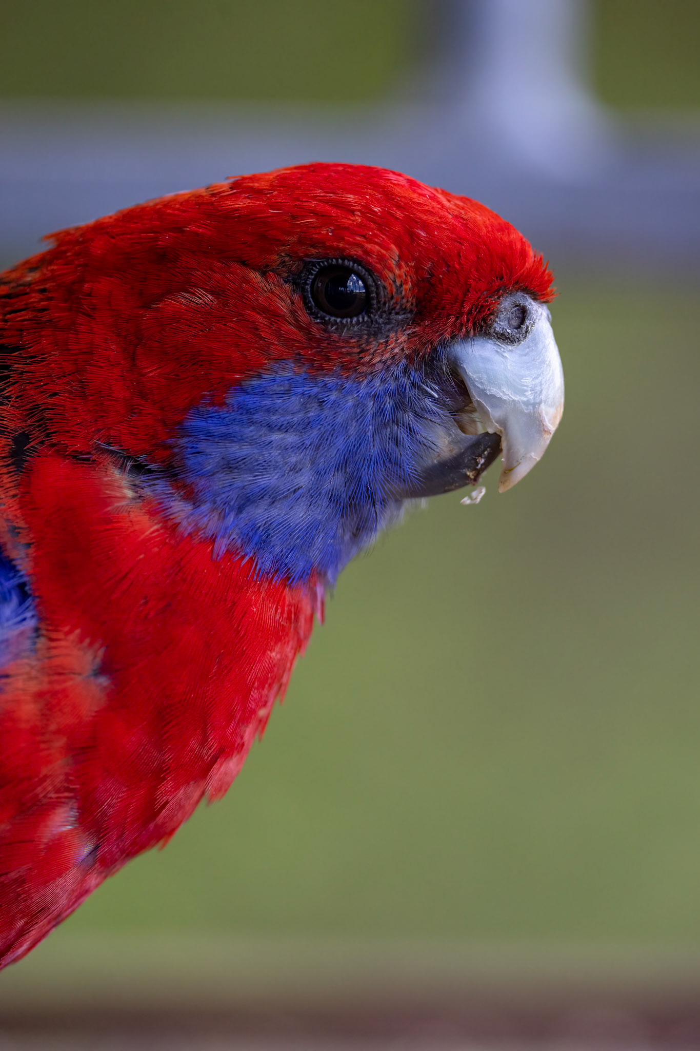 Crimson rosella, O'Reilly's Rainforest Retreat, Lamington National Park, Queensland, Australia