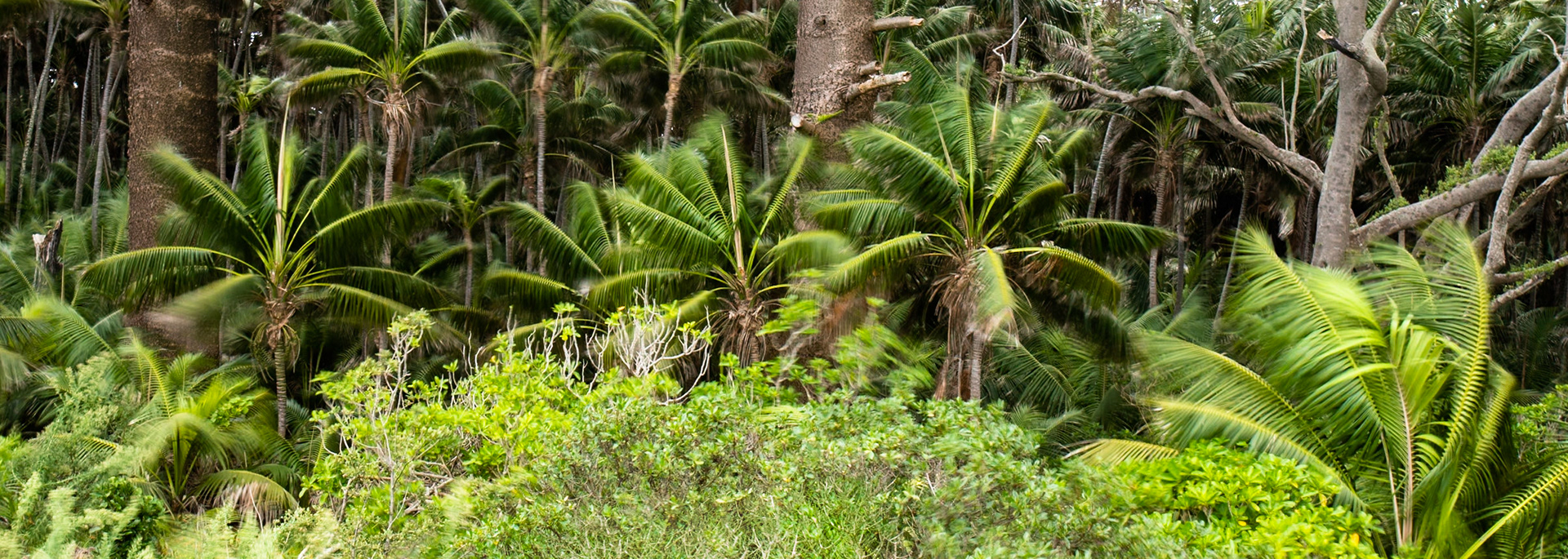 Kentia palms, Lord Howe Island, New South Wales, Australia