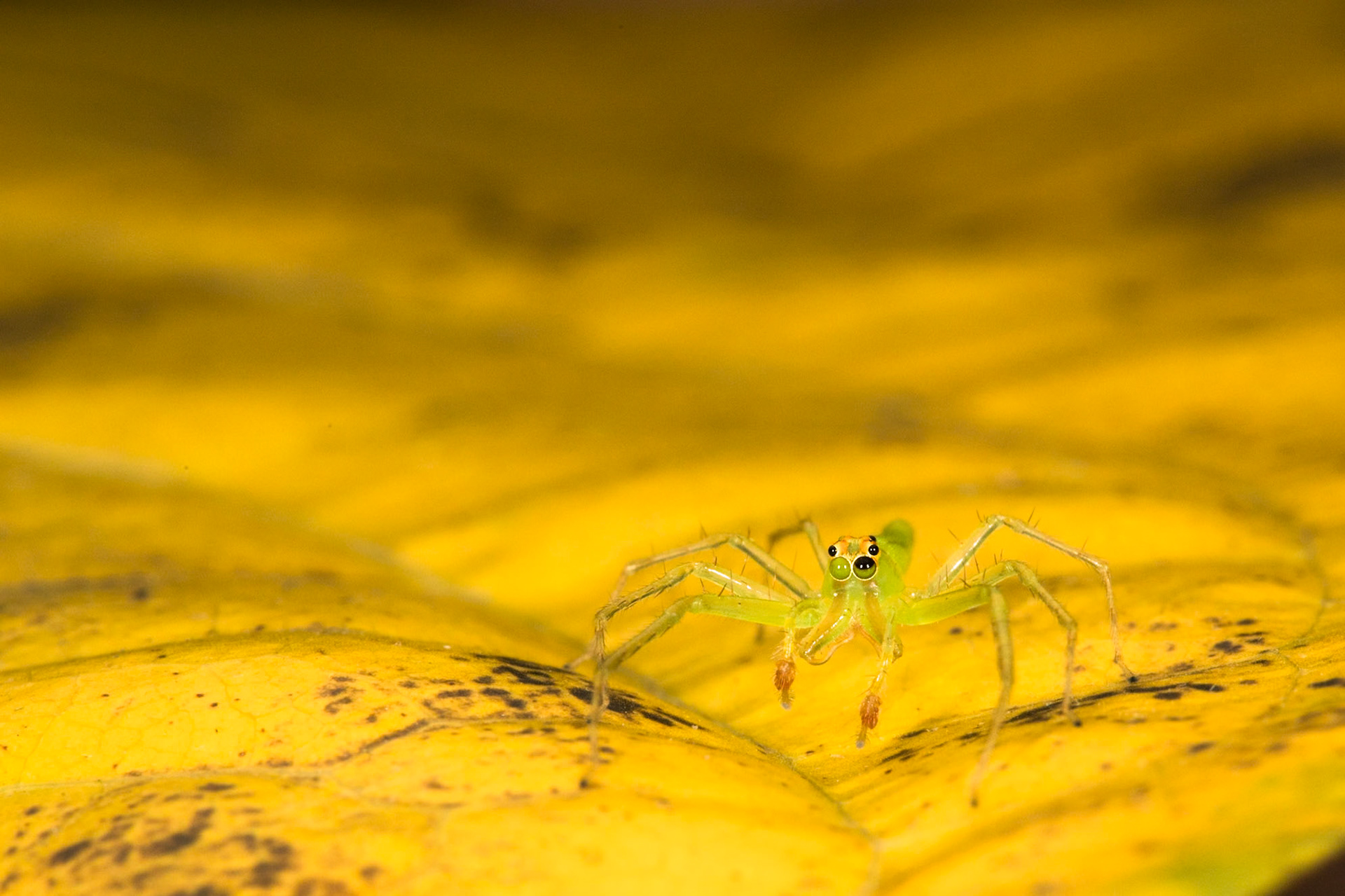 Magnolia jumping spider, Villa Lapas, Costa Rica