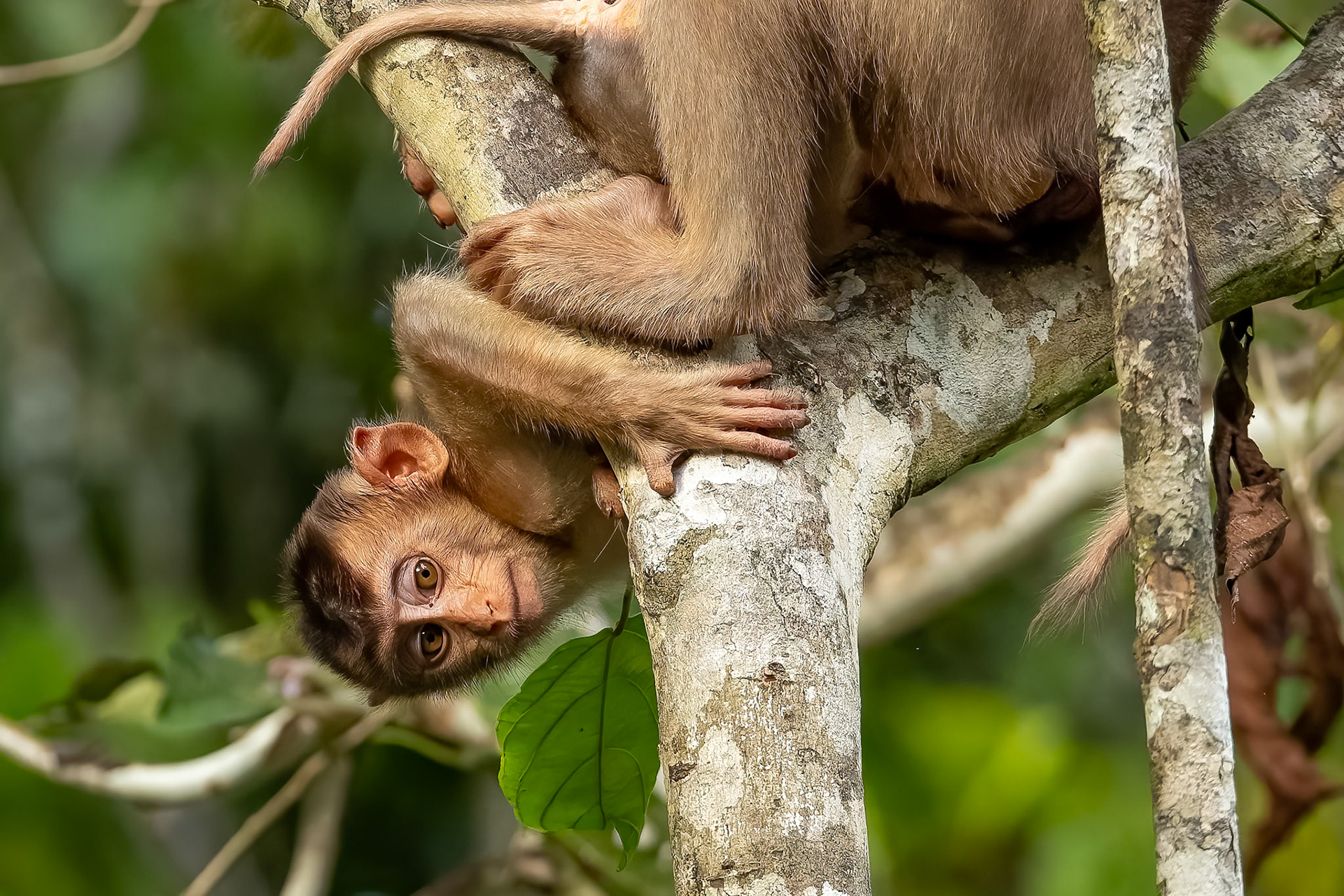Pig-tailed macaque, Sukau, Borneo