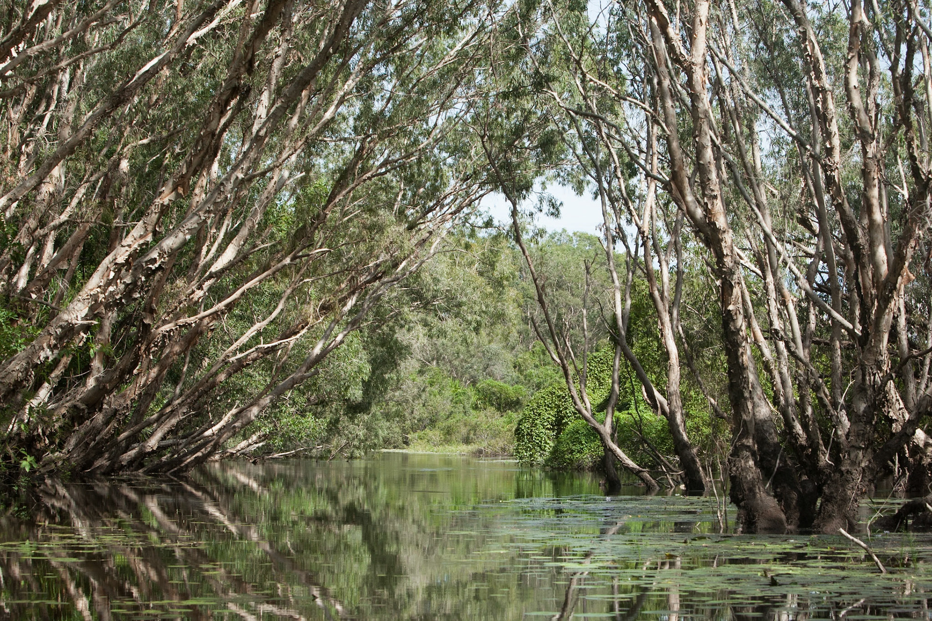 Paperbark trees and water. Mount Borradale, Arnhemland, Northern Territory