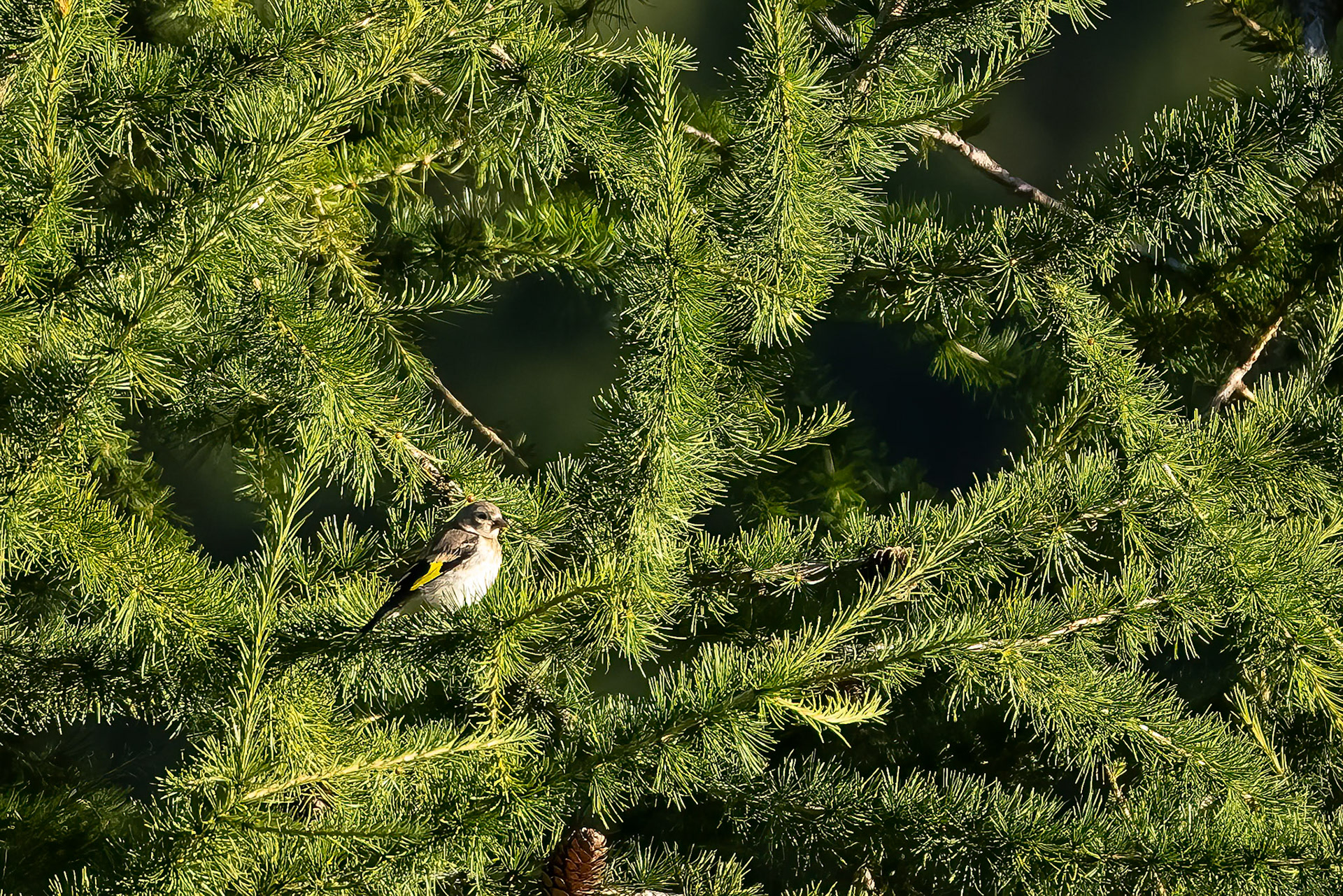 La Selva di Val Gardena, Dolomites, Italy
