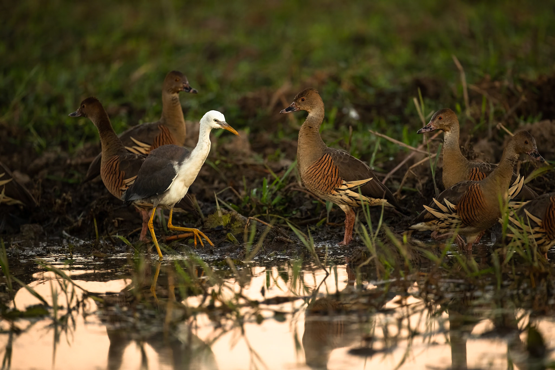 Pied heron and plumed whistling-ducks, Yellow waters billabong, Kakadu, Northern Territory, Australia