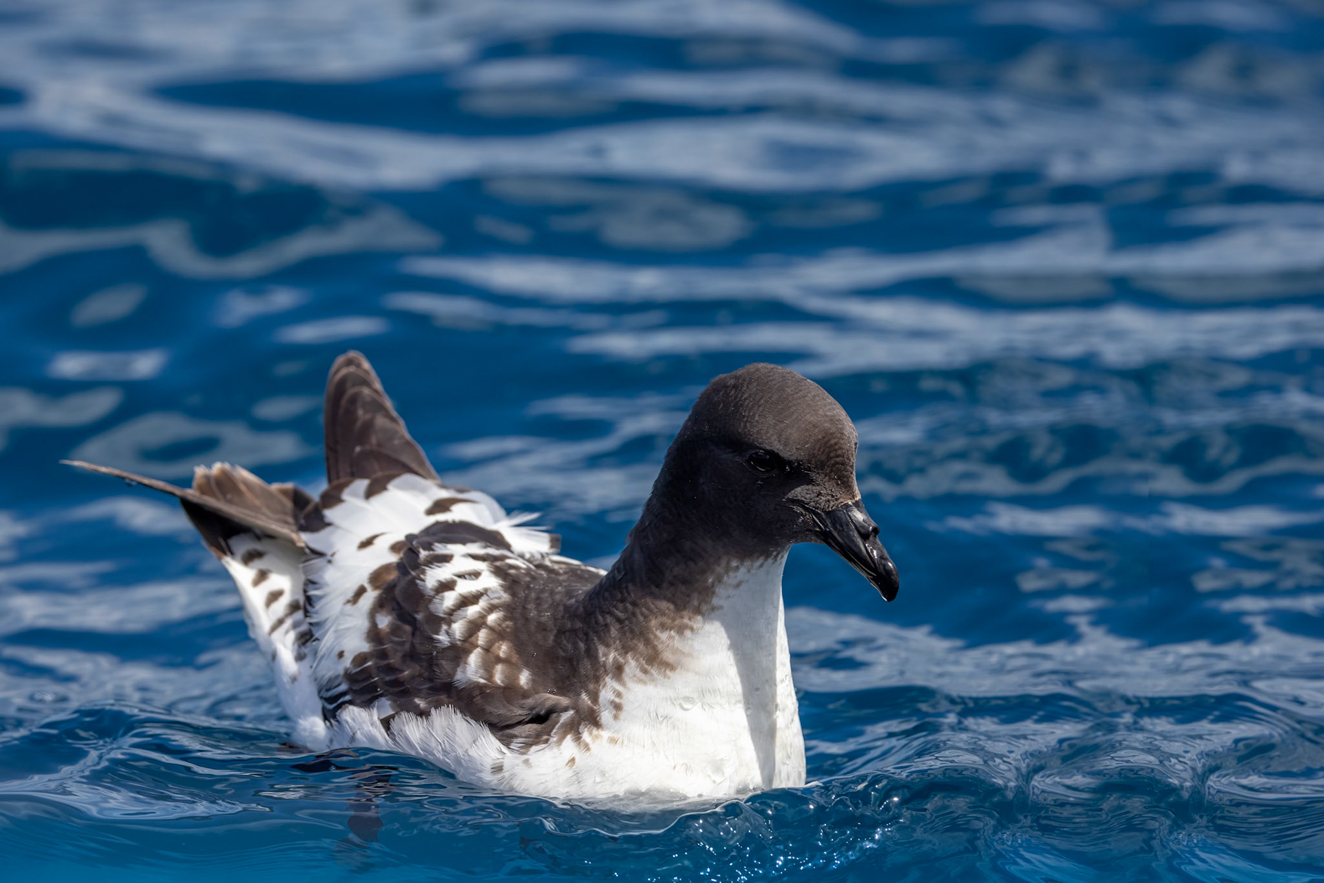 Cape petrel, Kaikōura, New Zealand