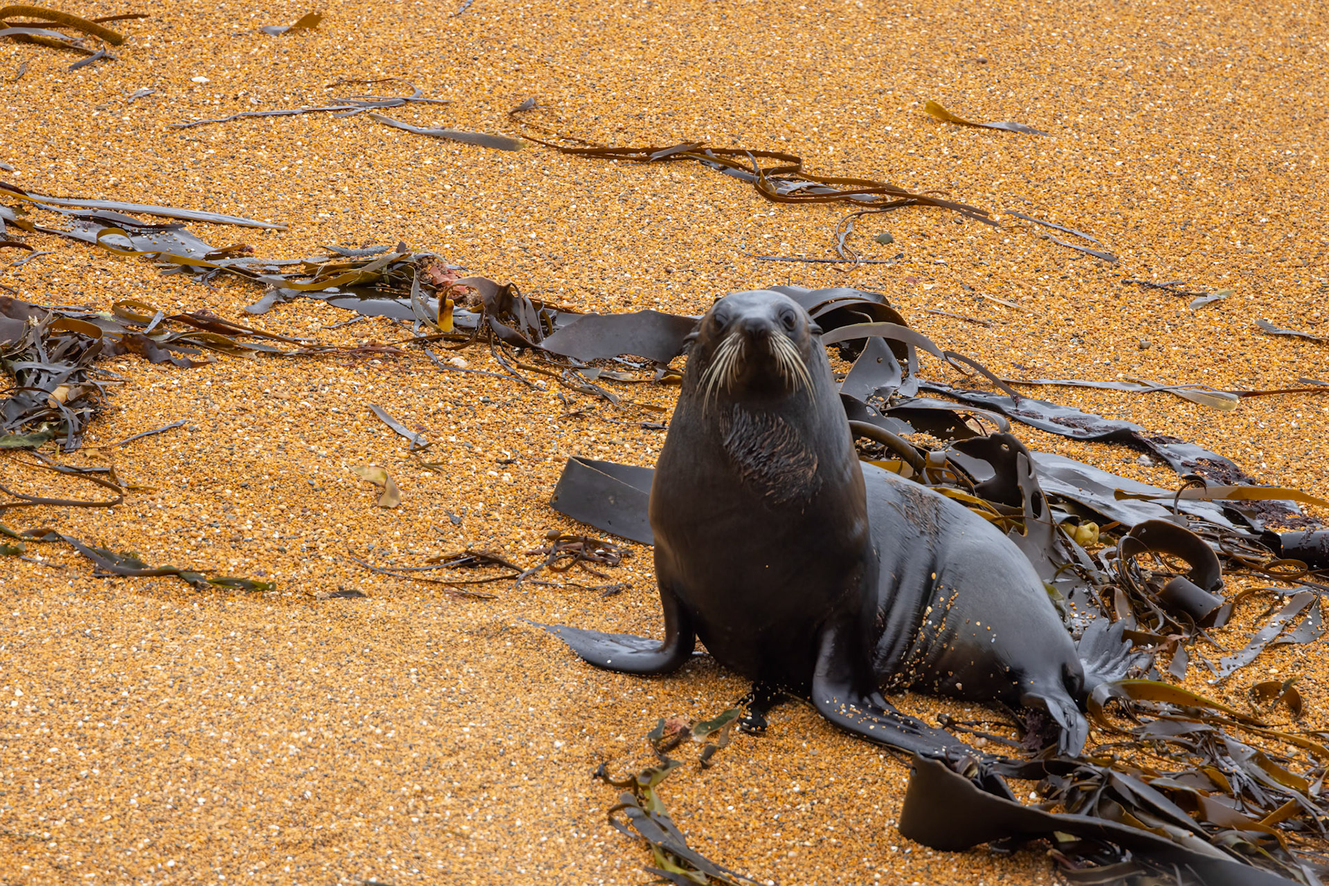 New Zealand fur-seal, Oamaru, New Zealand