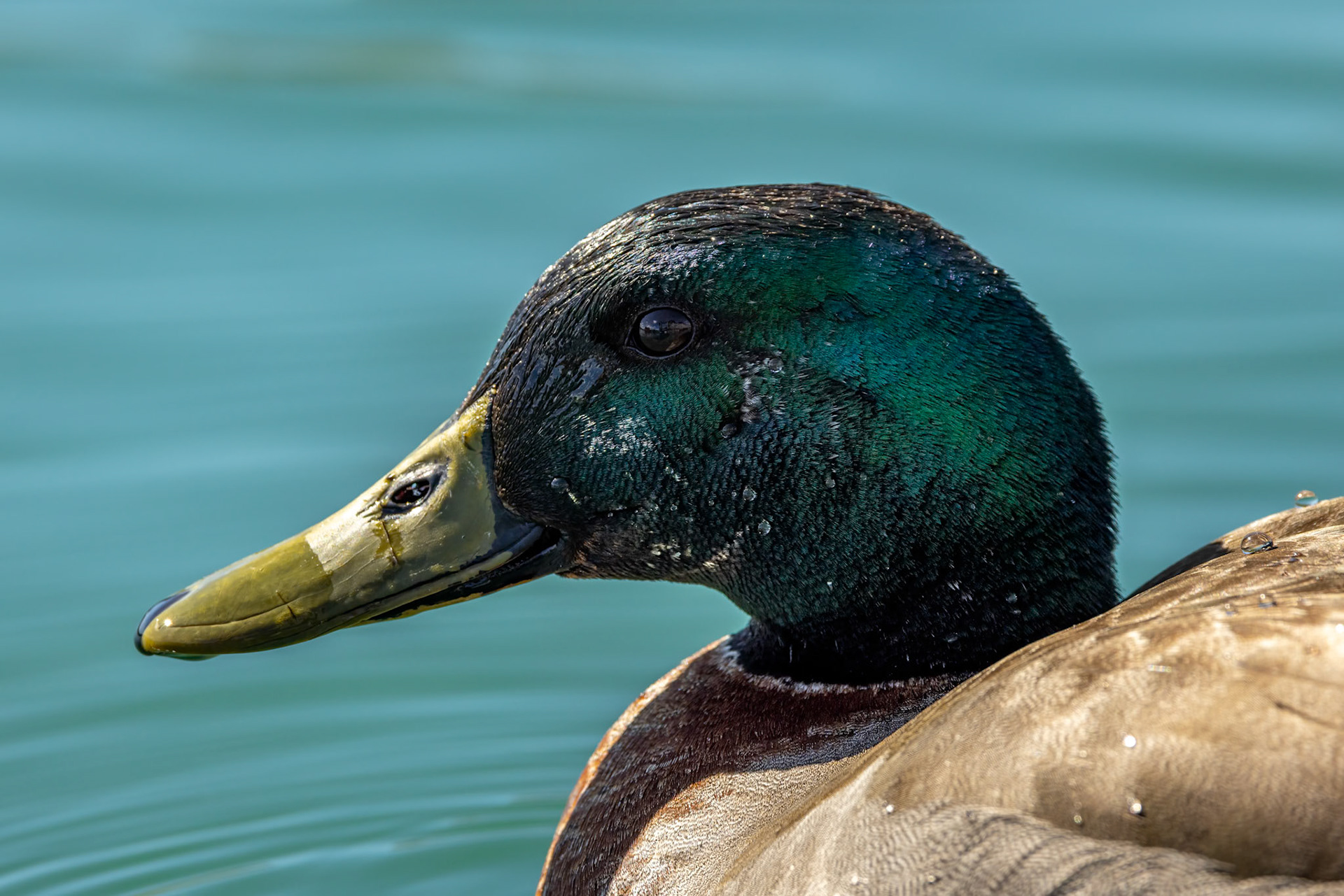 Mallard, Twizel, New Zealand