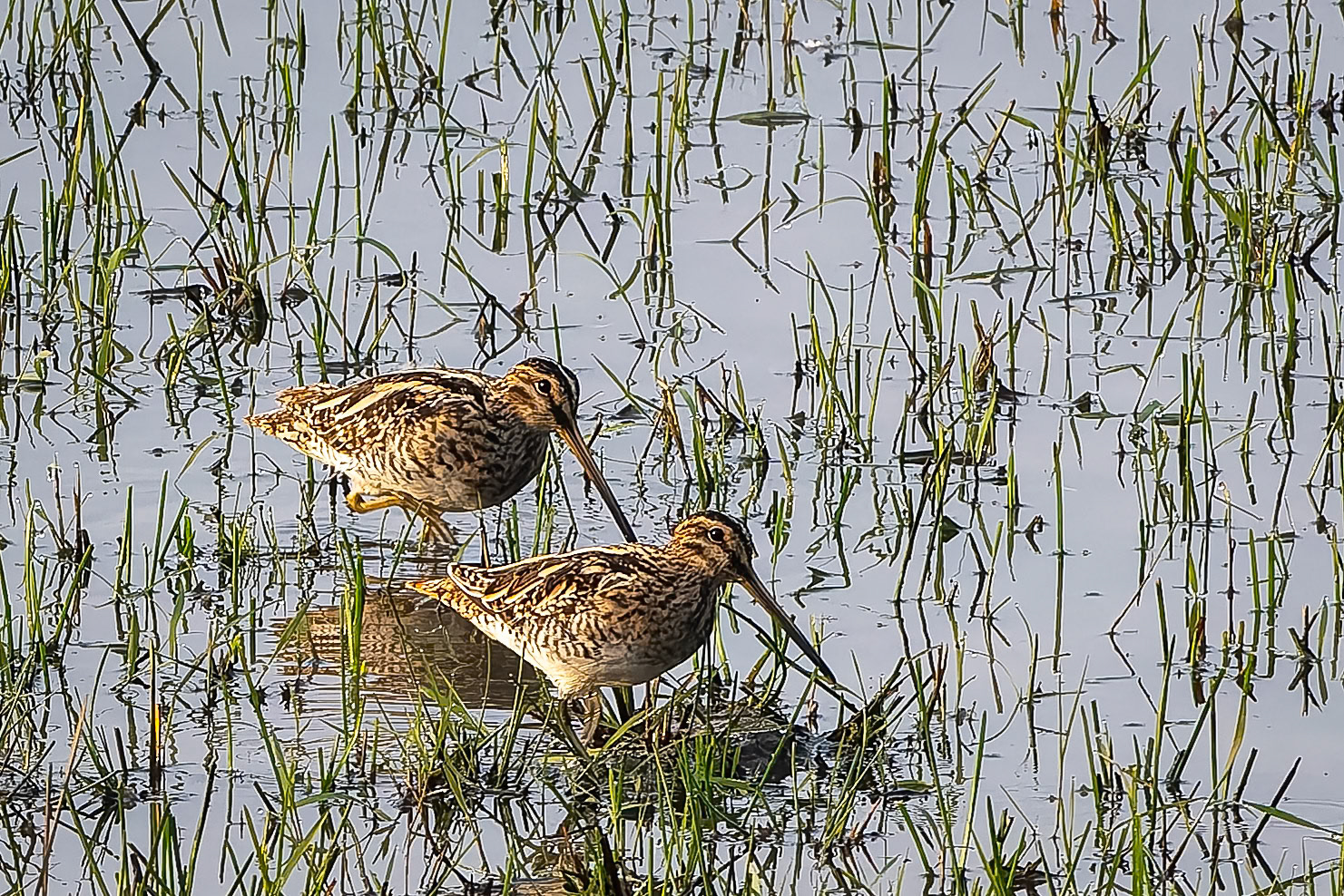 Common snipe, Khana, India