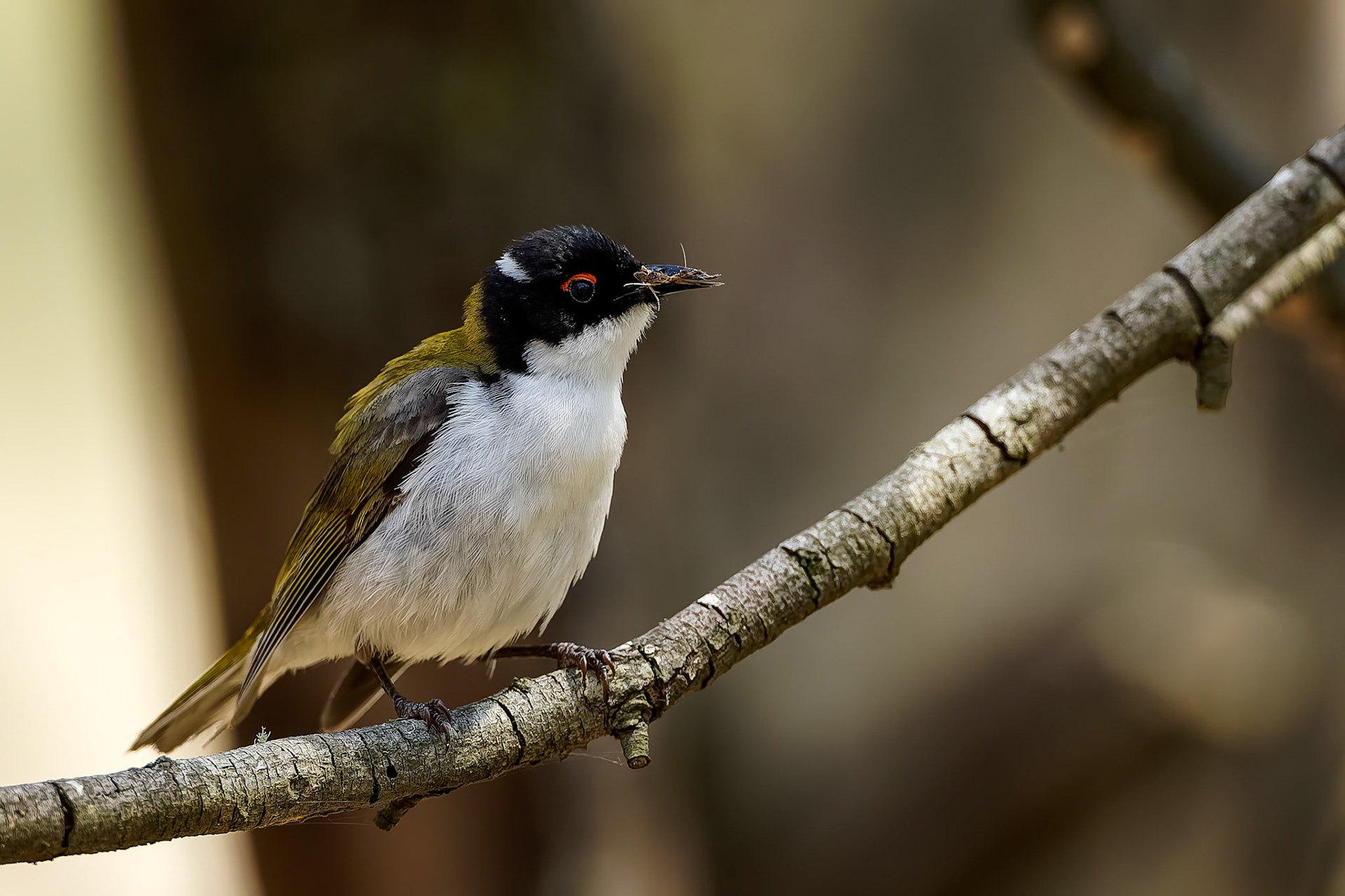 White-naped honeyeater, Capertee Valley, NSW, Australia