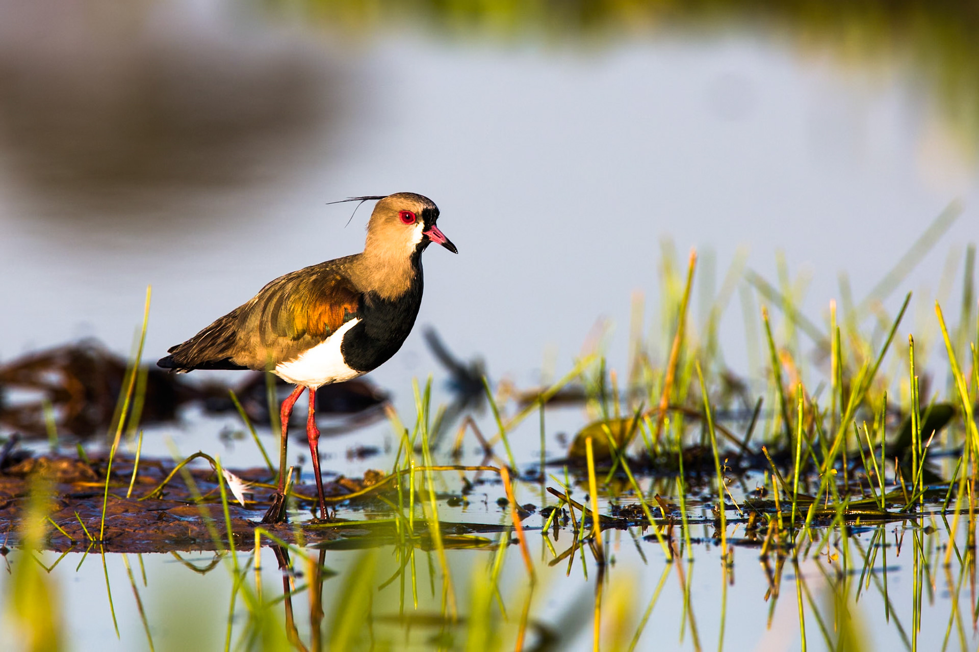 Southern lapwing, Pousada Piuval, Pantanal, Brazil