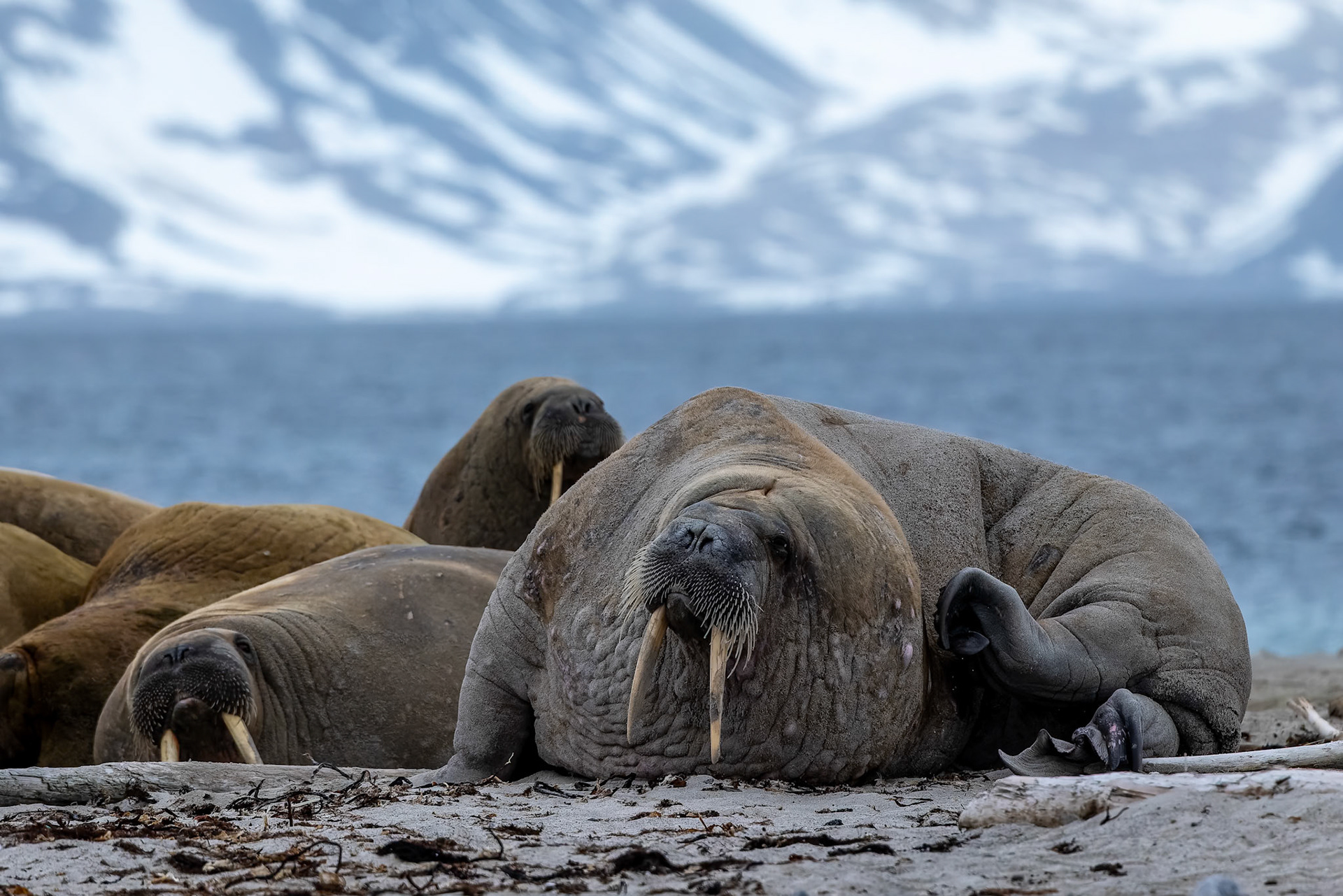 Walrus, Smeerenburgenfjord, Svalbard, Norway